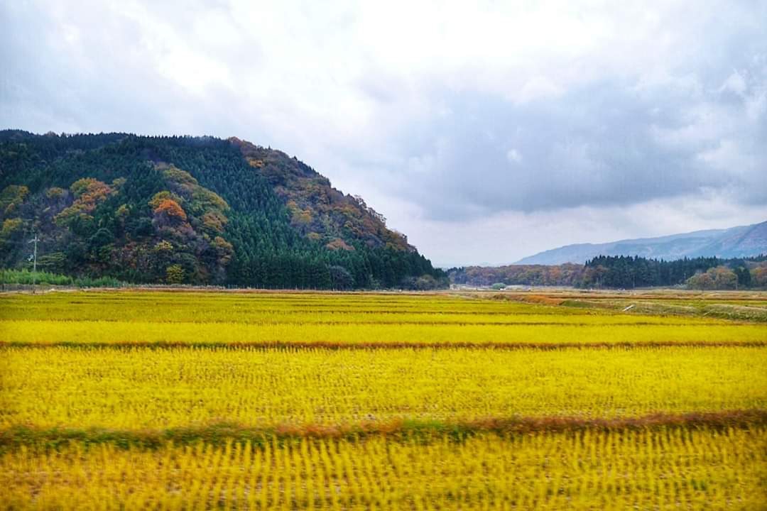 京都自助遊攻略