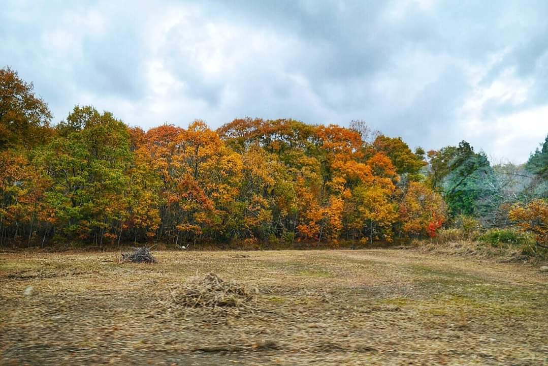 京都自助遊攻略