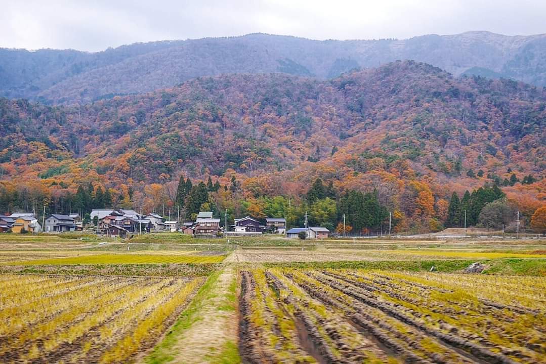 京都自助遊攻略