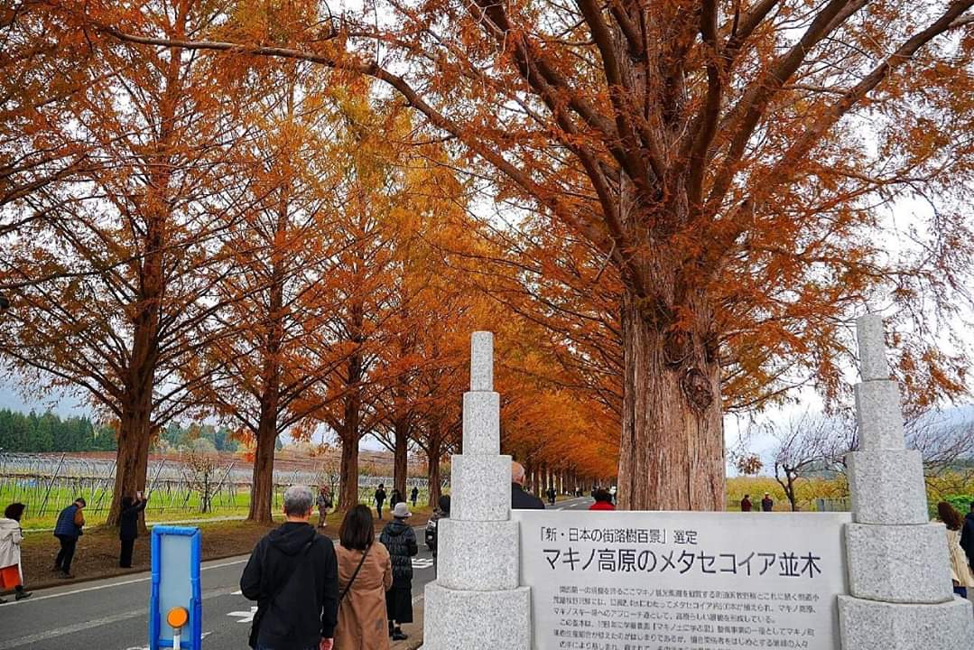 京都自助遊攻略