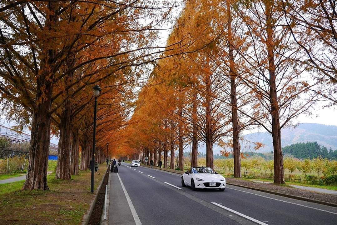 京都自助遊攻略