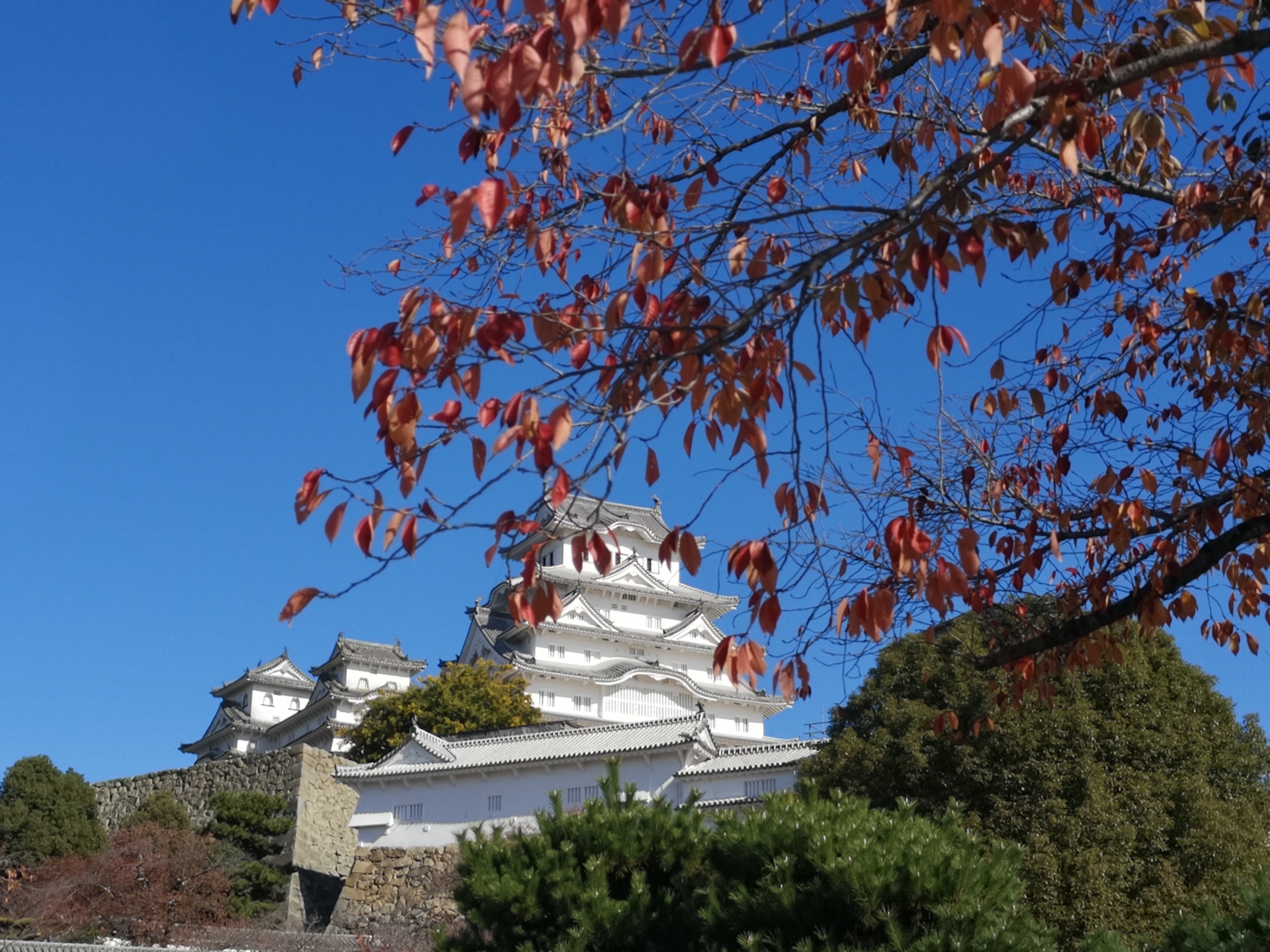 京都自助遊攻略