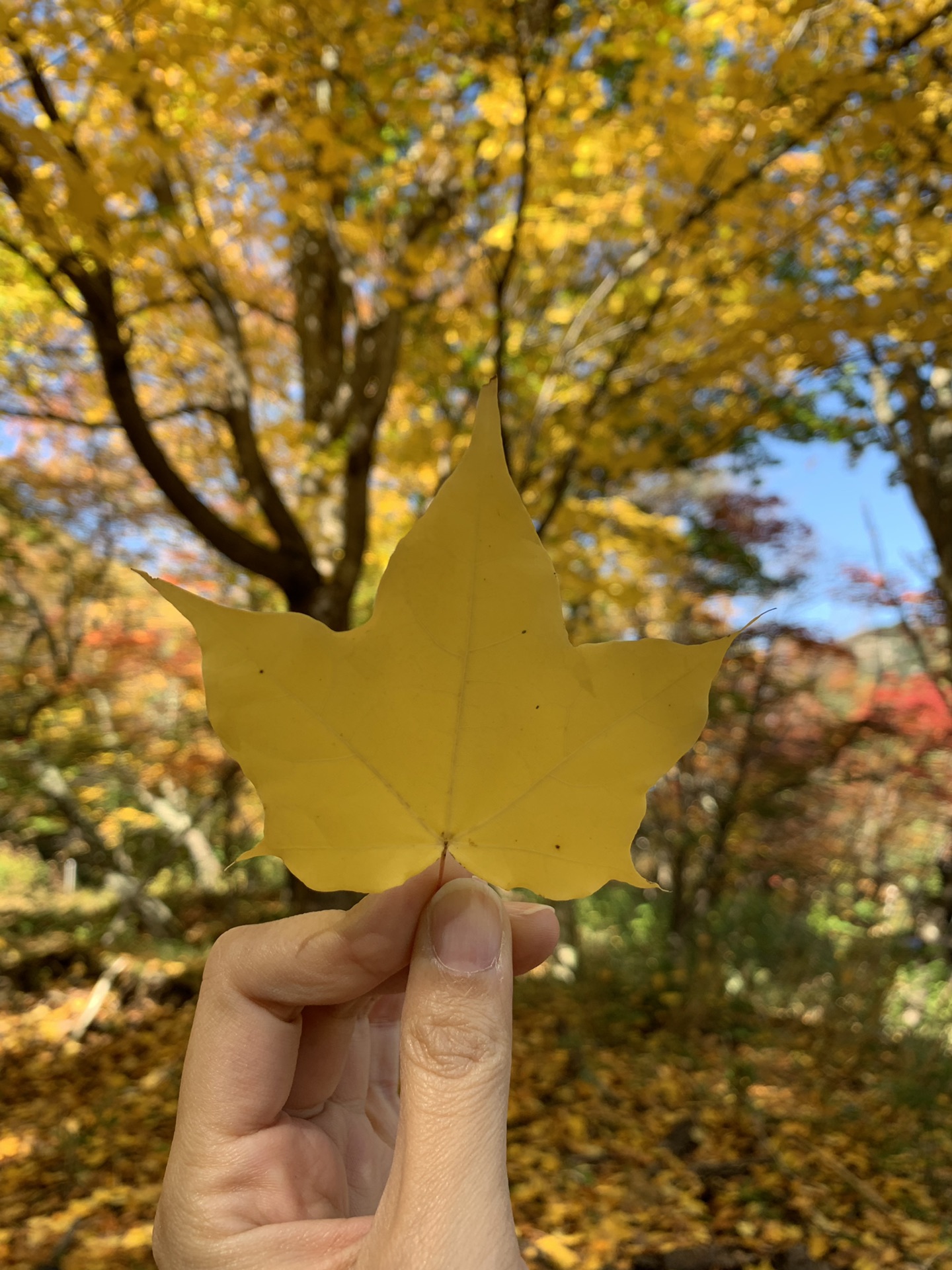 北海道自助遊攻略