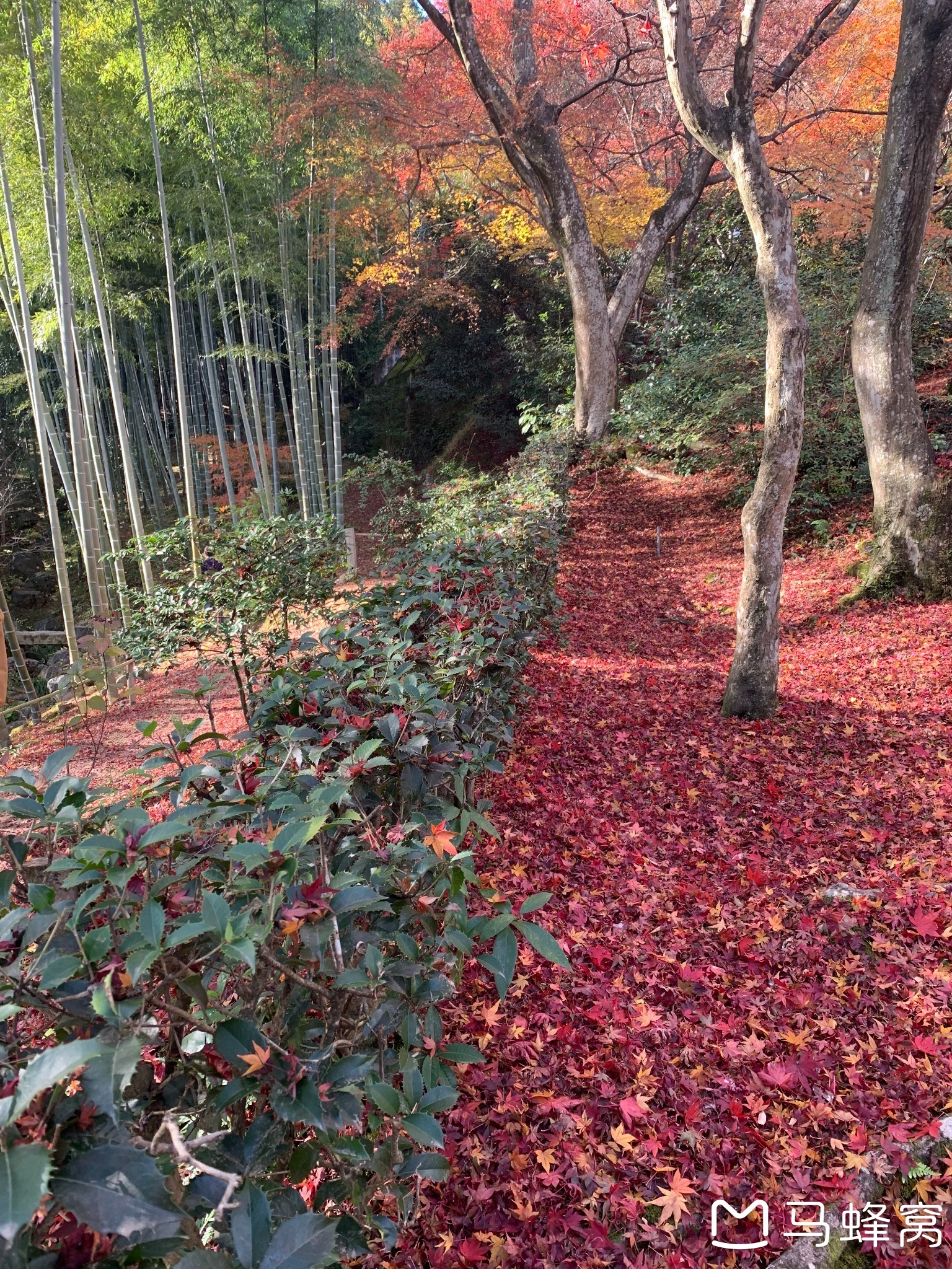 京都自助遊攻略