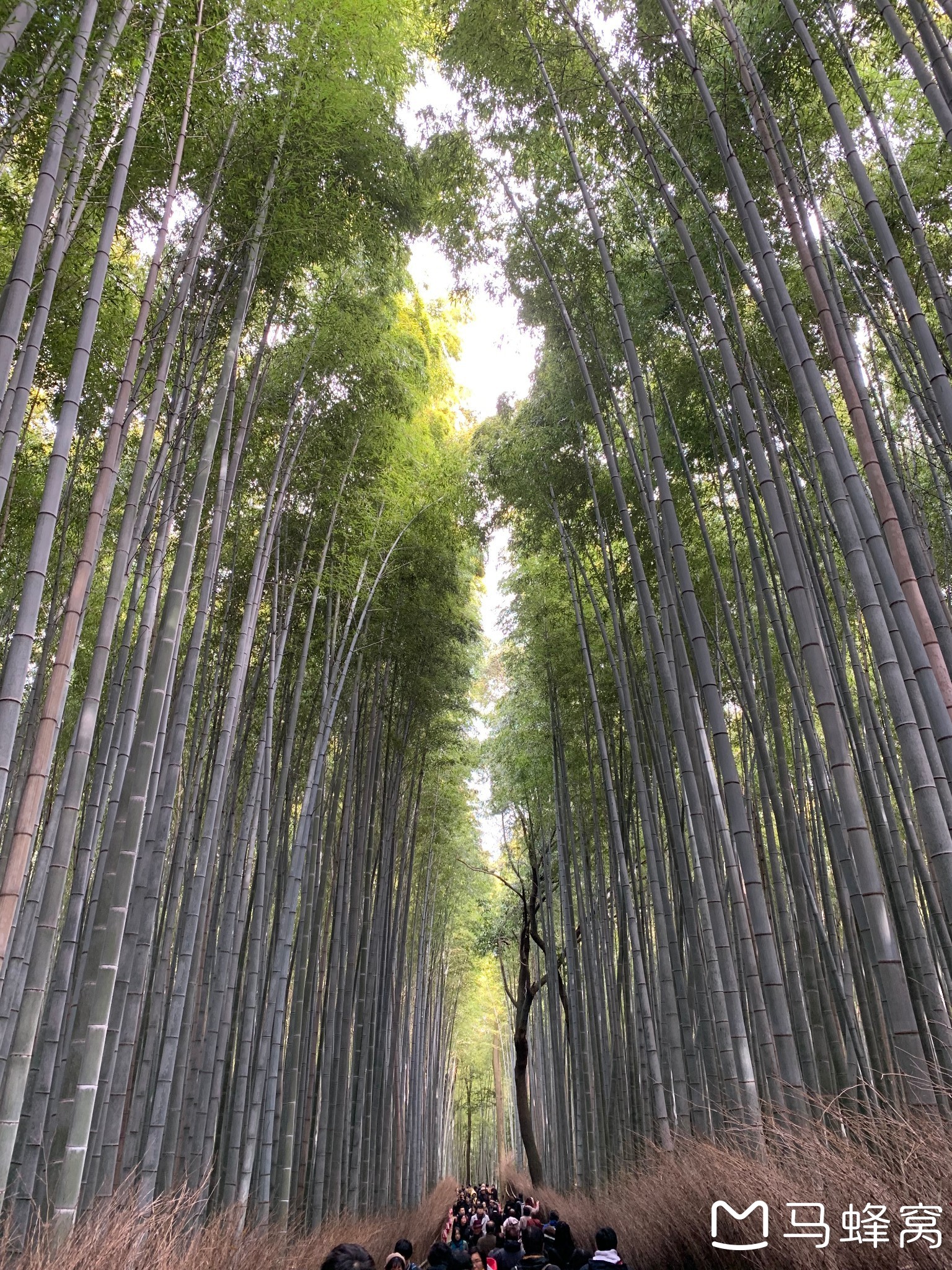 京都自助遊攻略