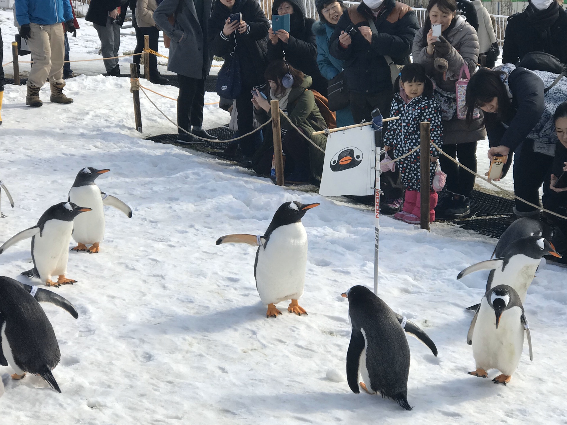 北海道自助遊攻略