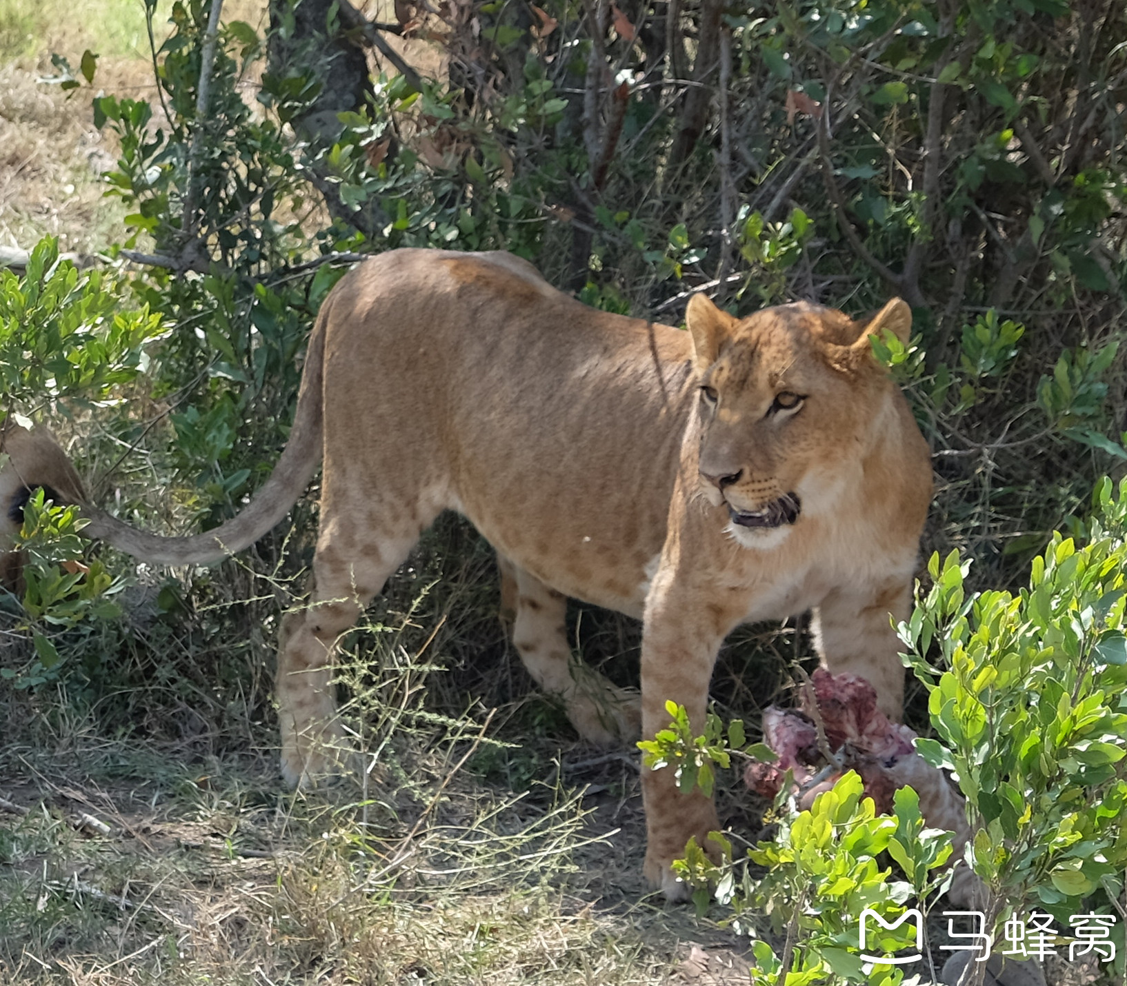 肯尼亞自助遊攻略