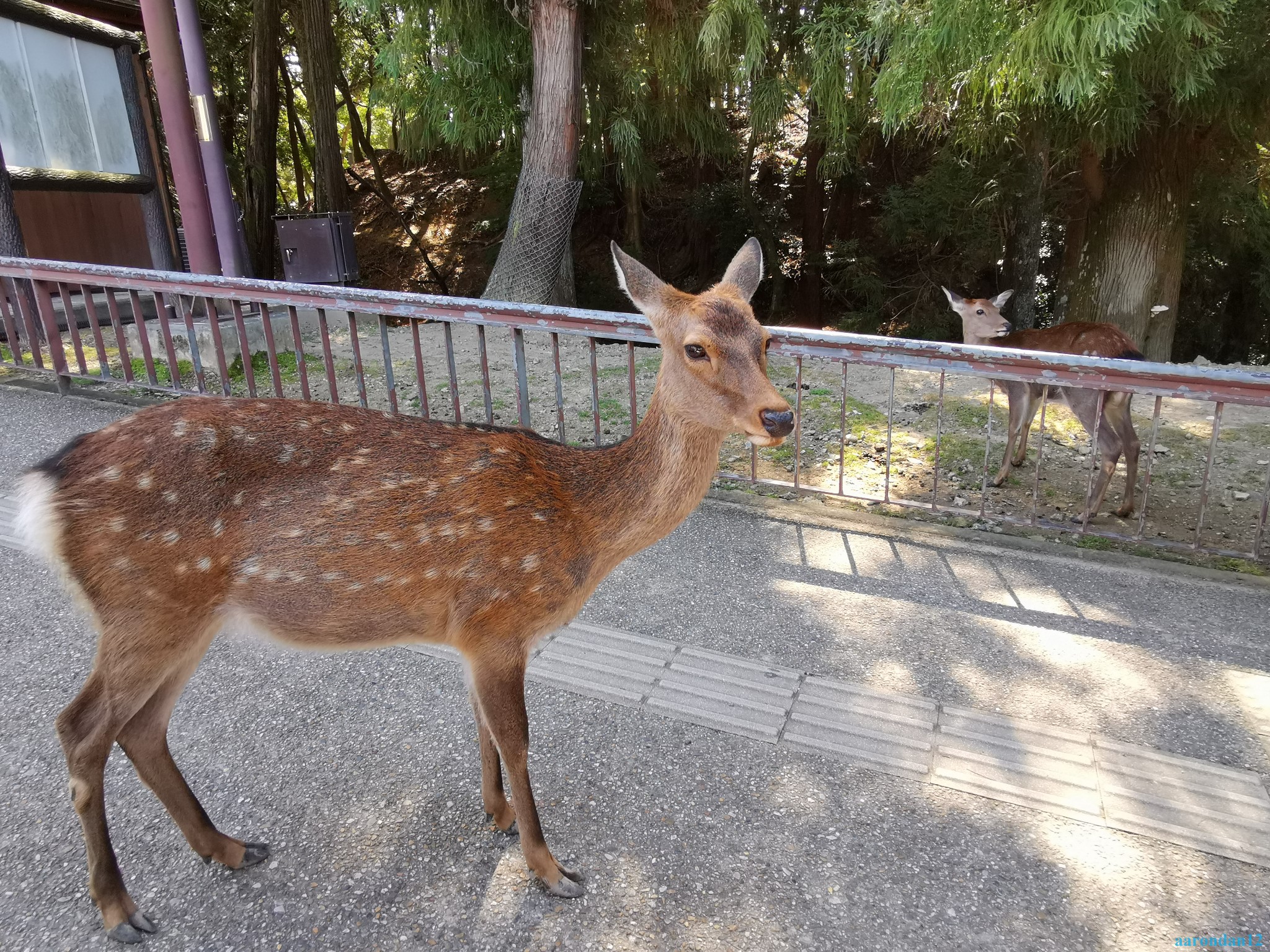 京都自助遊攻略