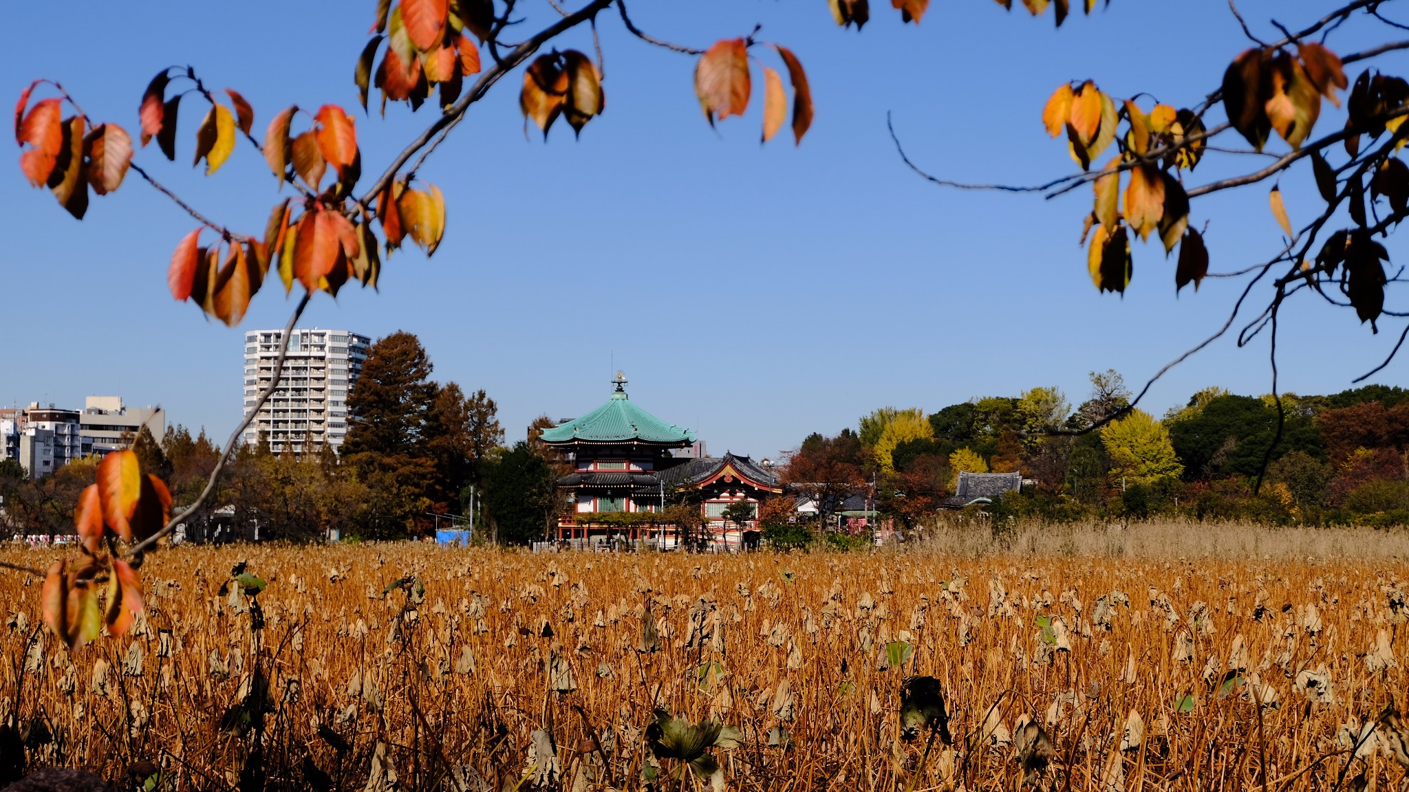 東京自助遊攻略