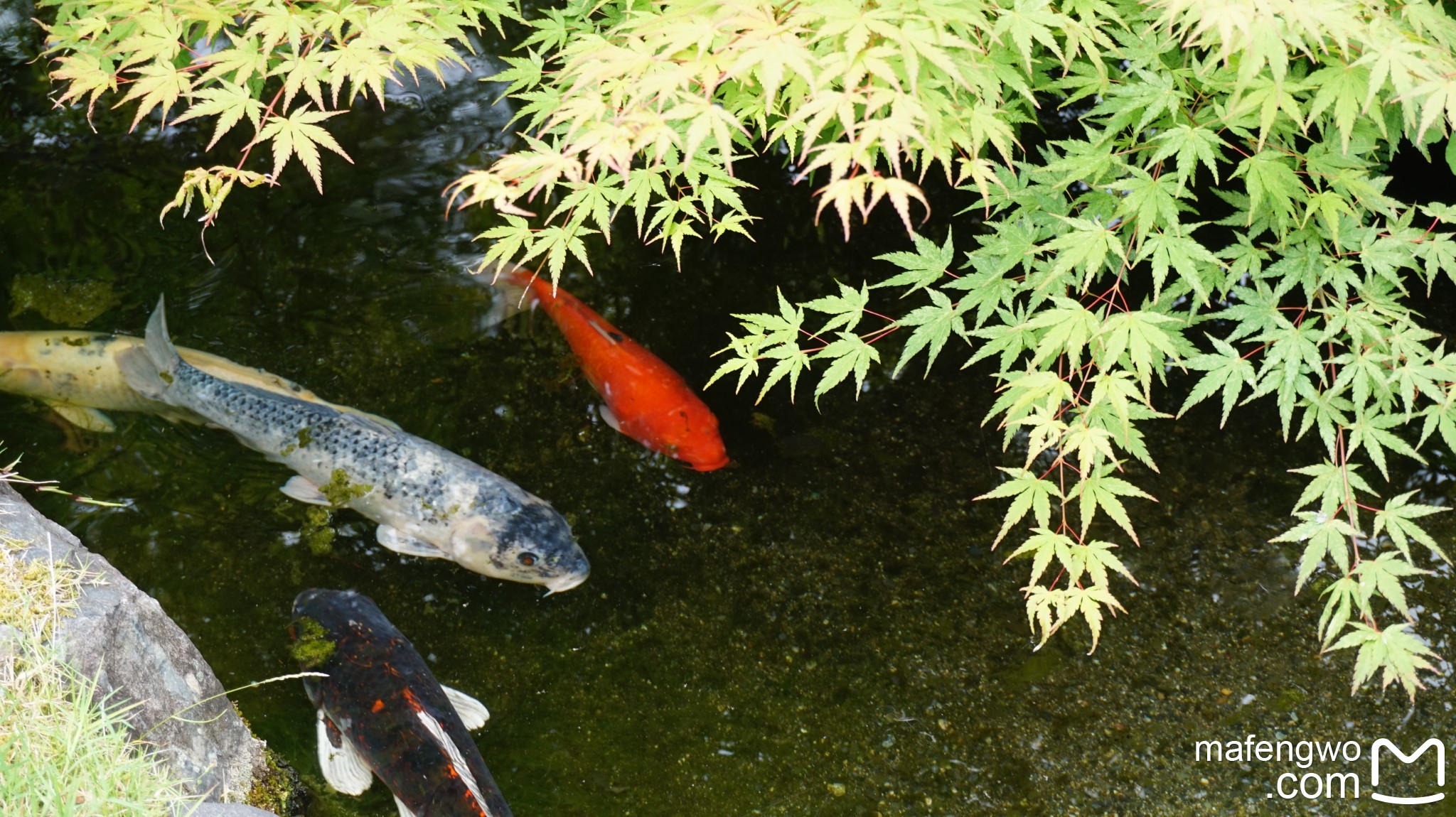 京都自助遊攻略