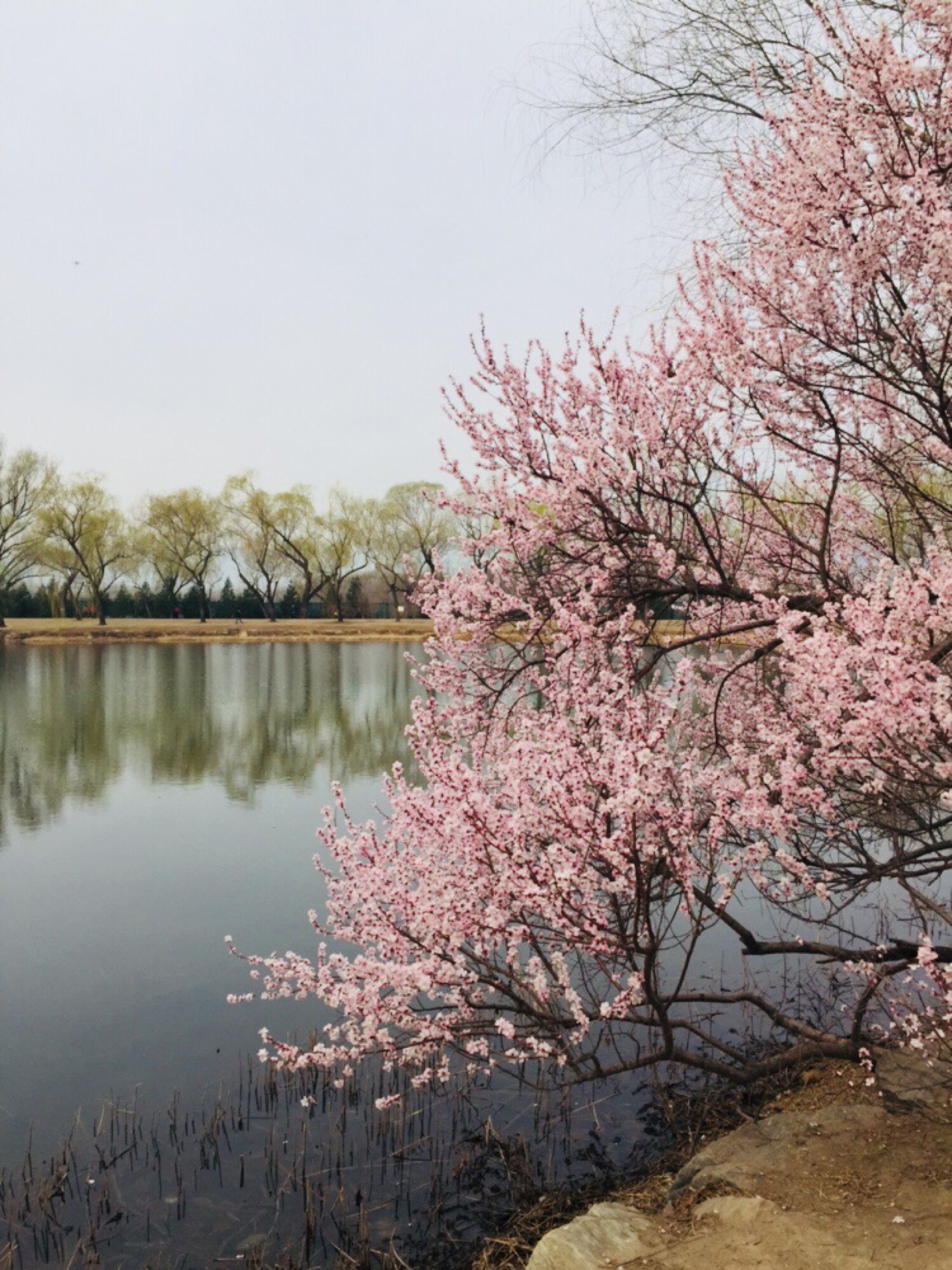 頤和園西堤賞桃花