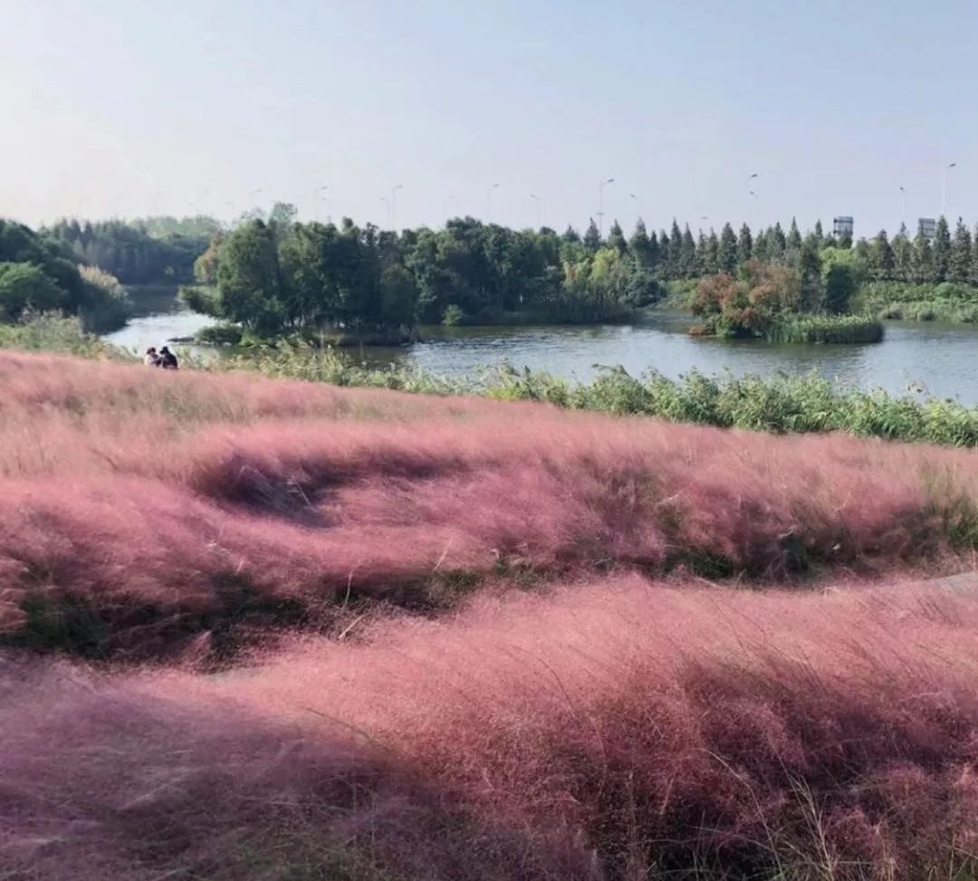 梦幻花田第一名,粉黛乱子草准时报到!杭州周边8个指北