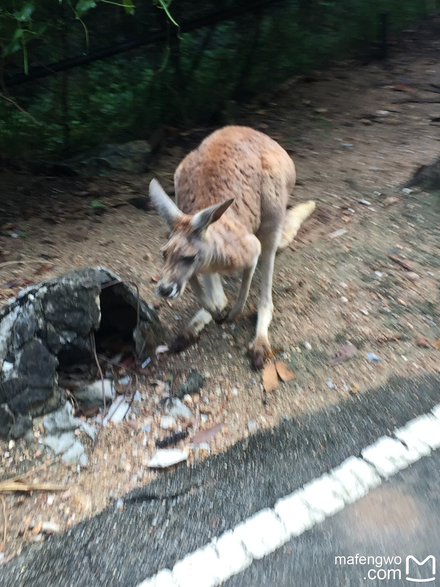 清邁自助遊攻略