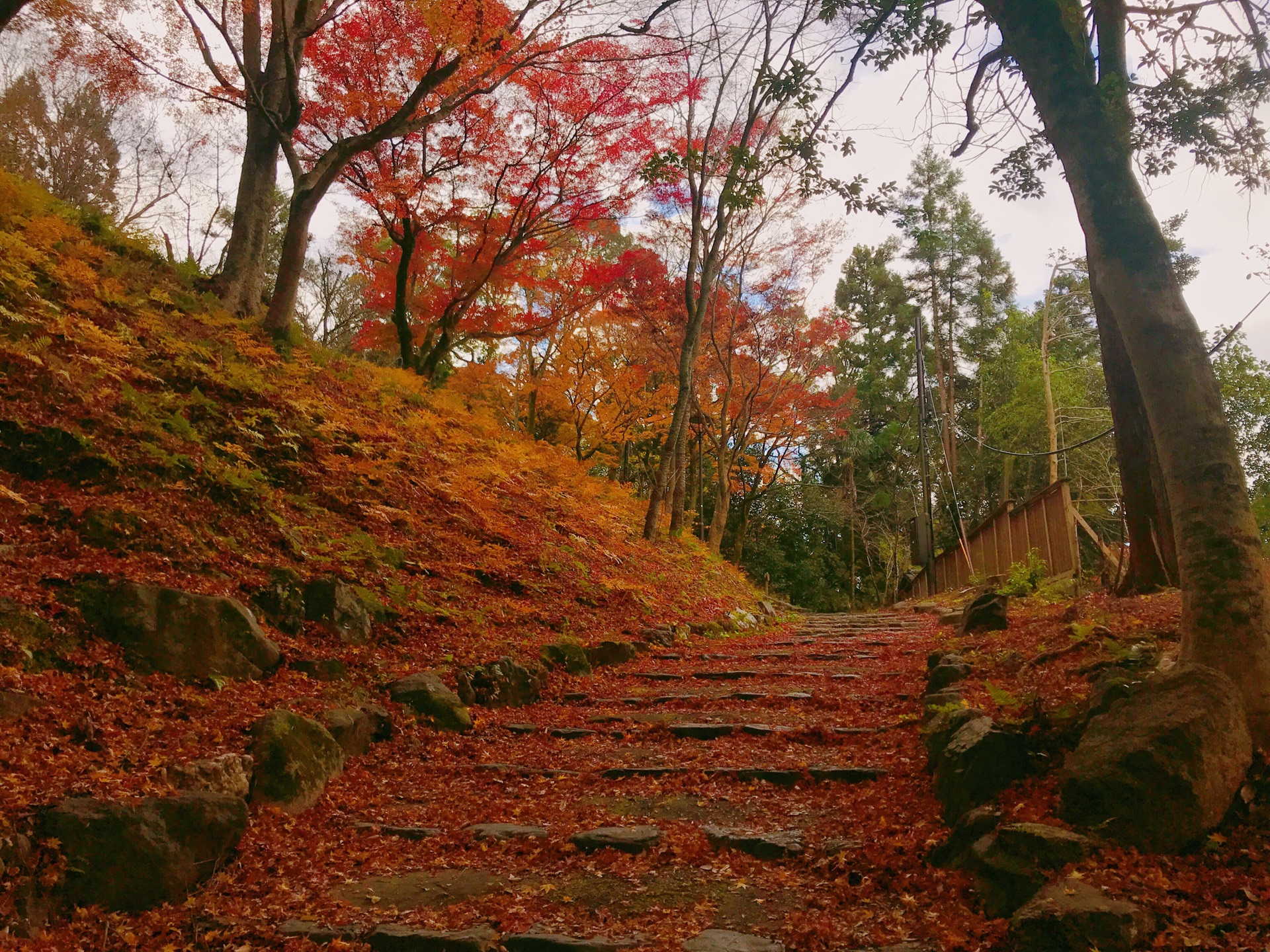 京都自助遊攻略