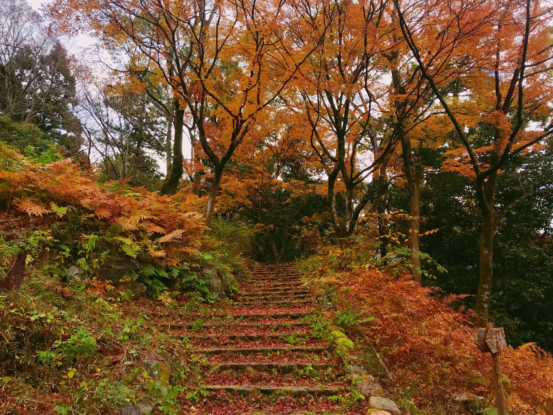 京都自助遊攻略