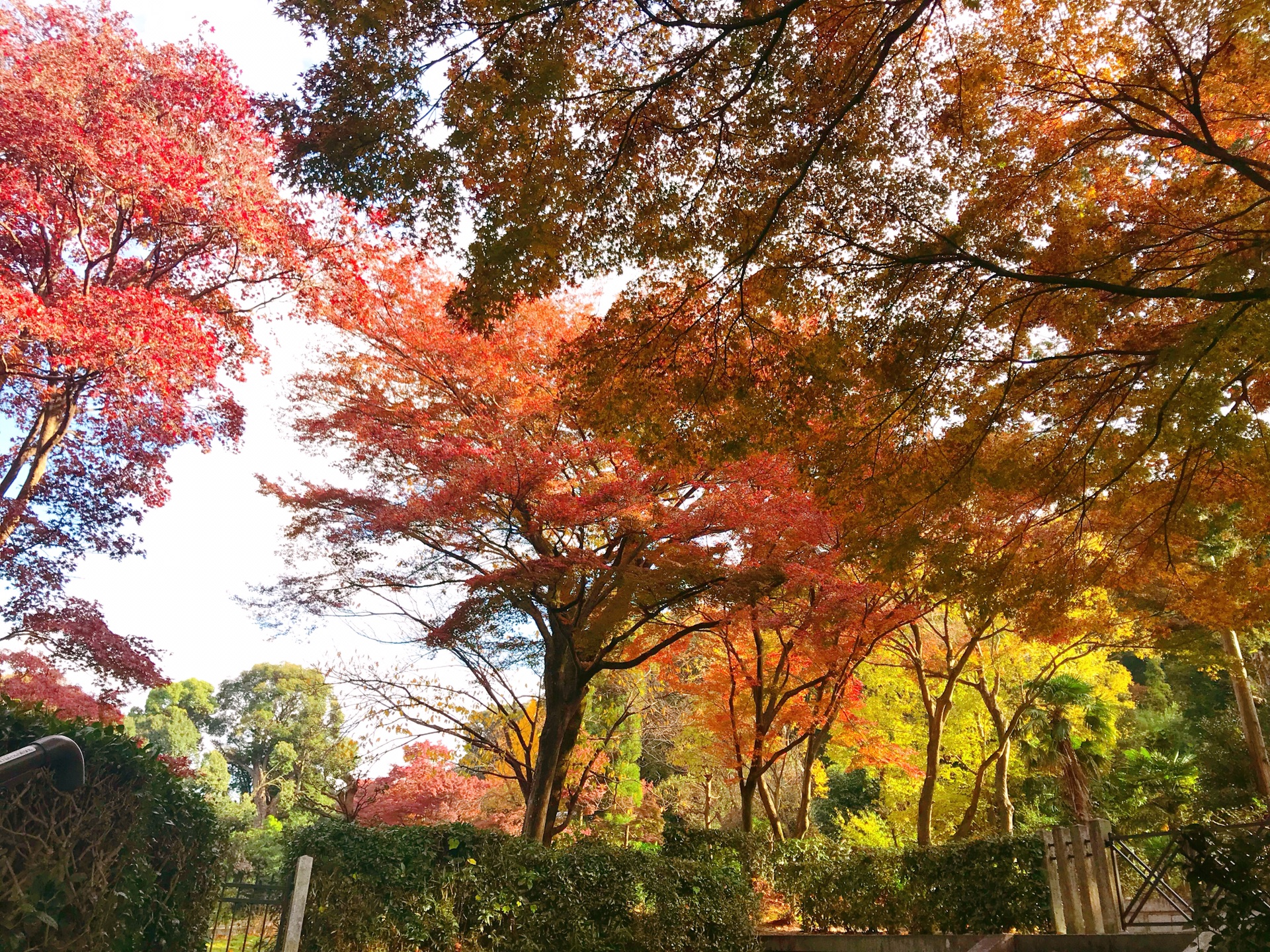 京都自助遊攻略