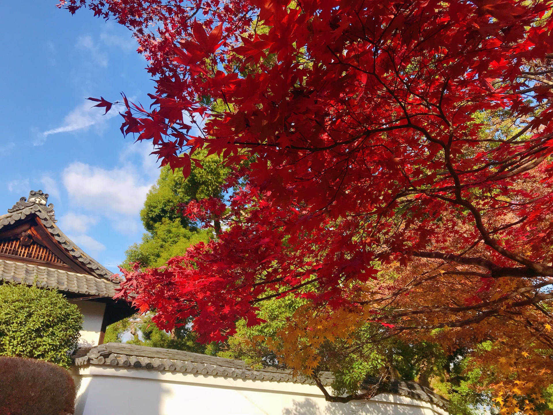 京都自助遊攻略