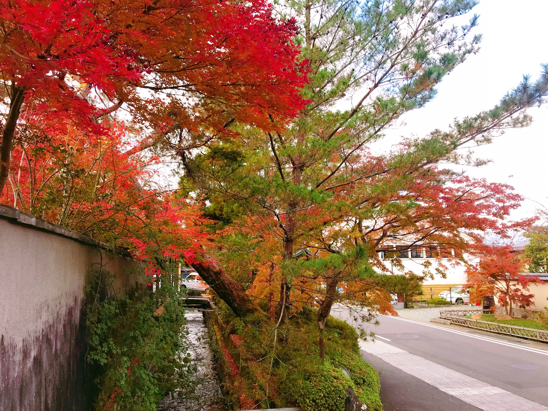 京都自助遊攻略