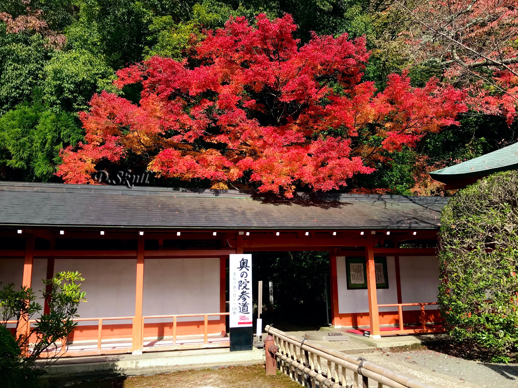 京都自助遊攻略