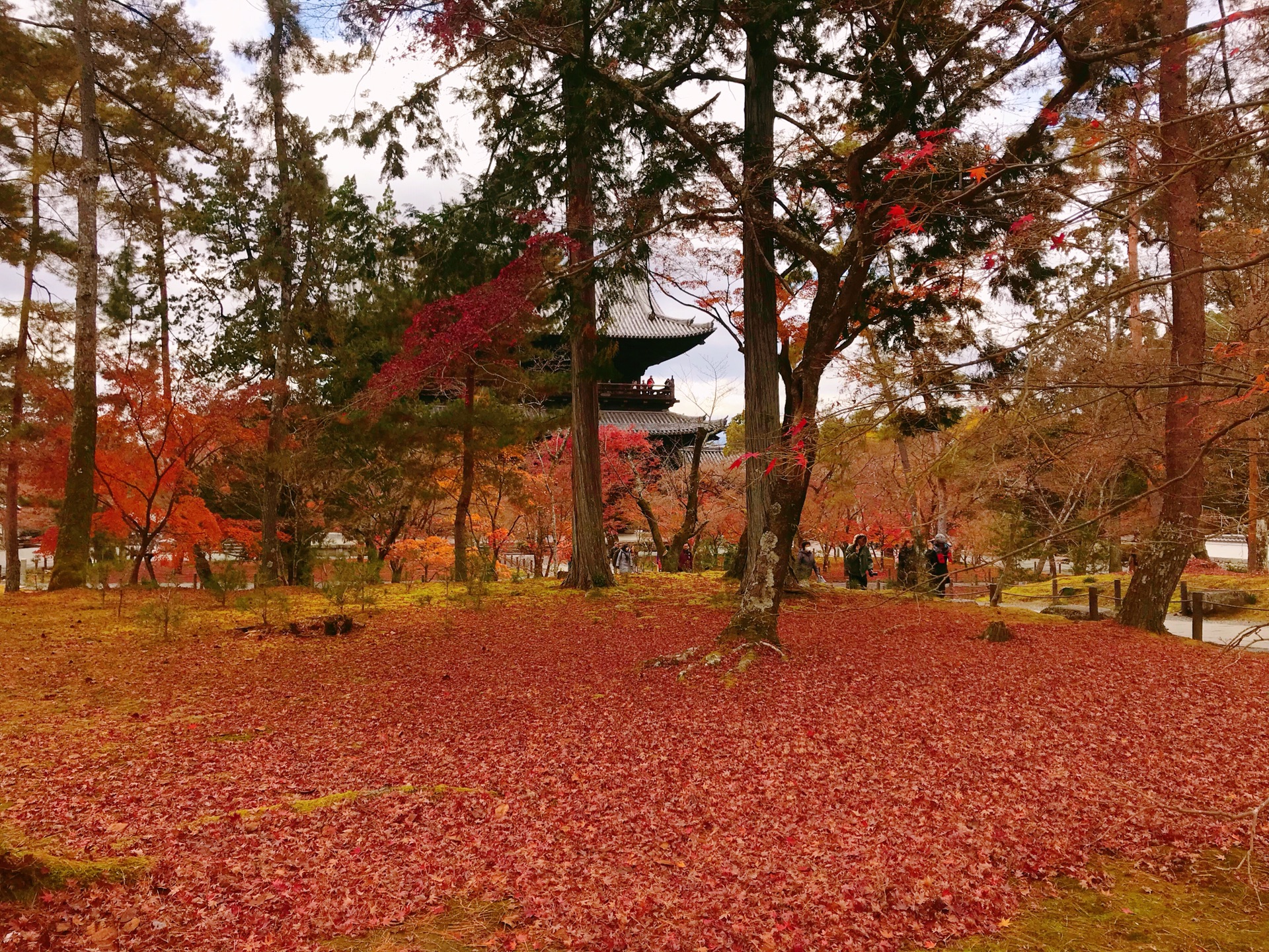 京都自助遊攻略