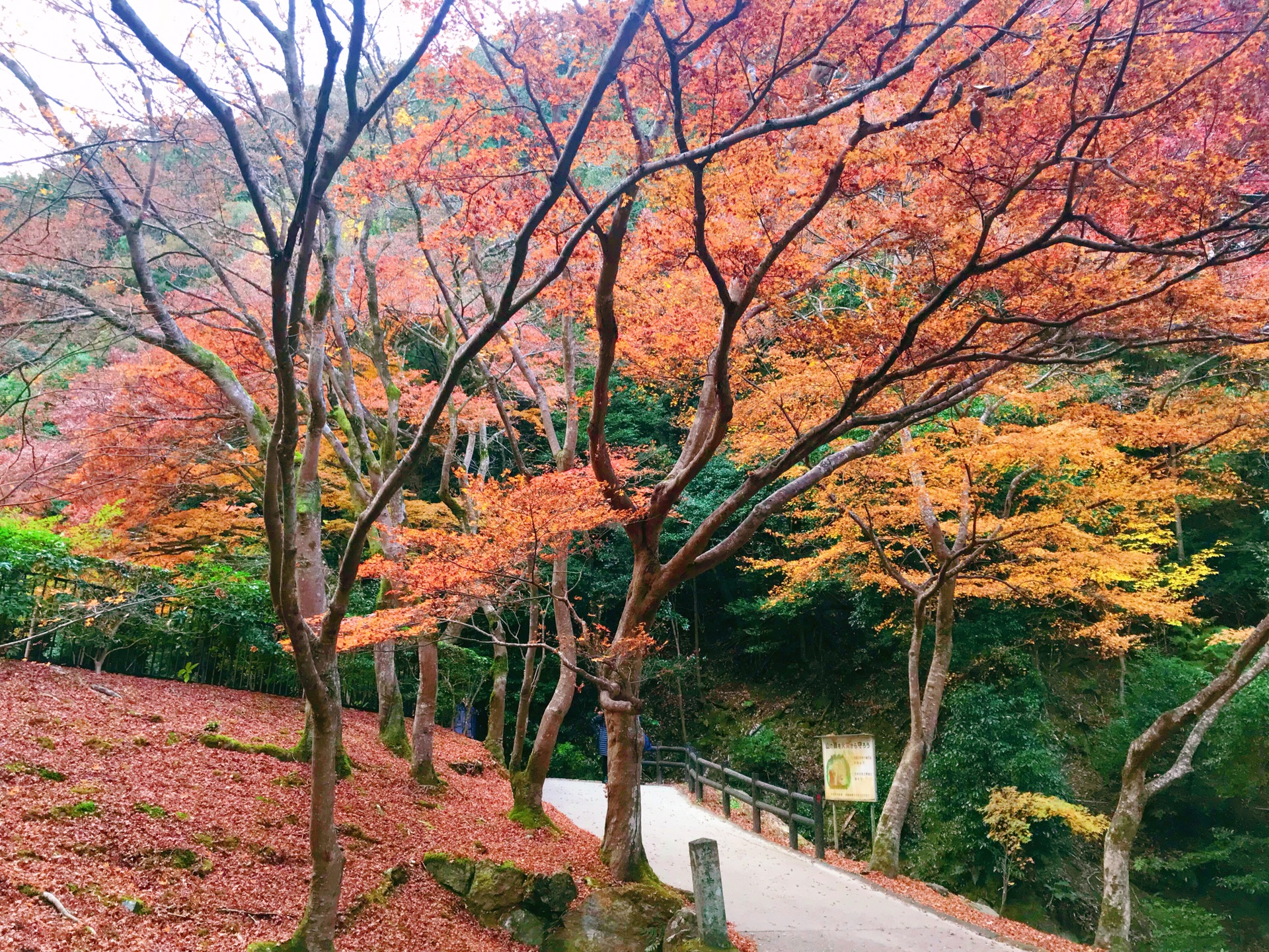 京都自助遊攻略