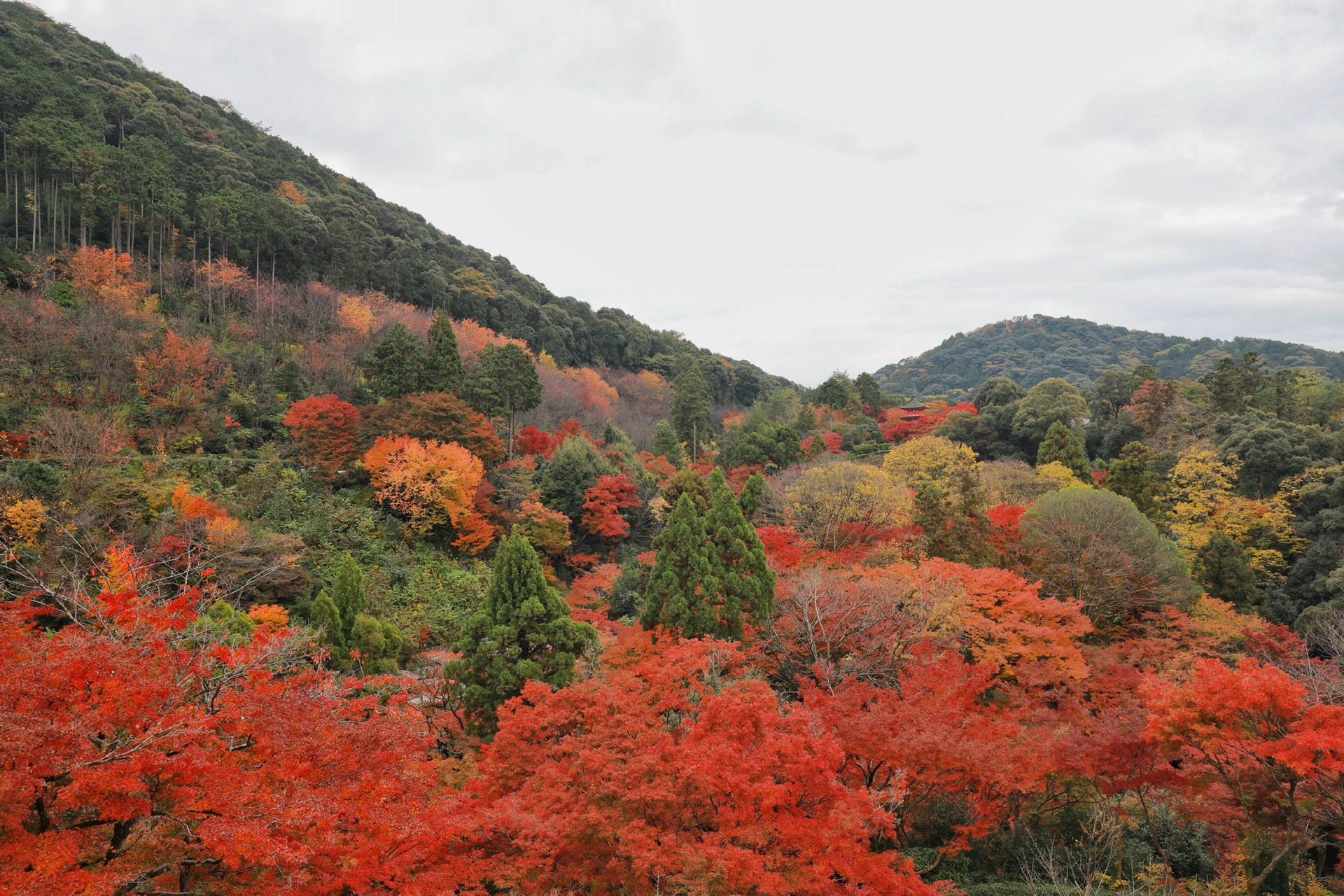 京都自助遊攻略