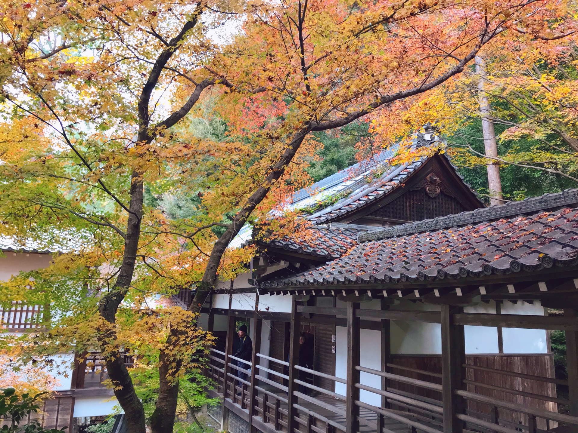 京都自助遊攻略