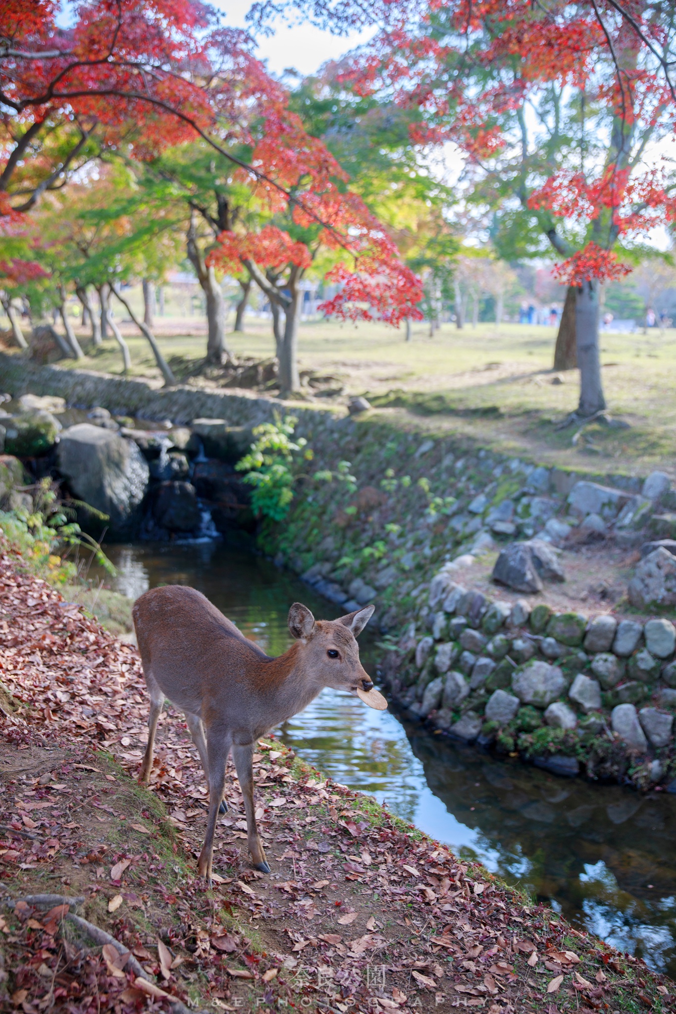 京都自助遊攻略