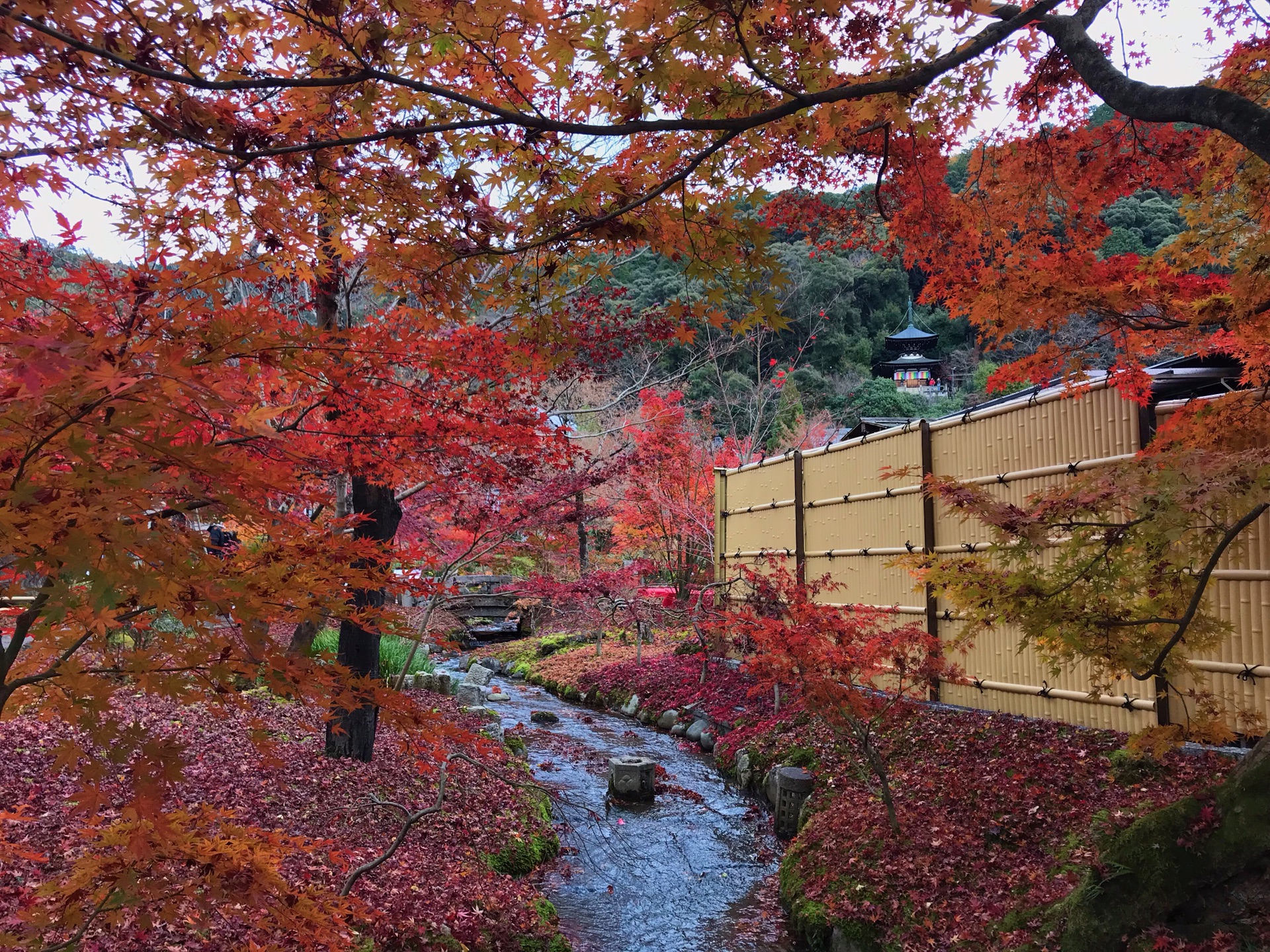 京都自助遊攻略