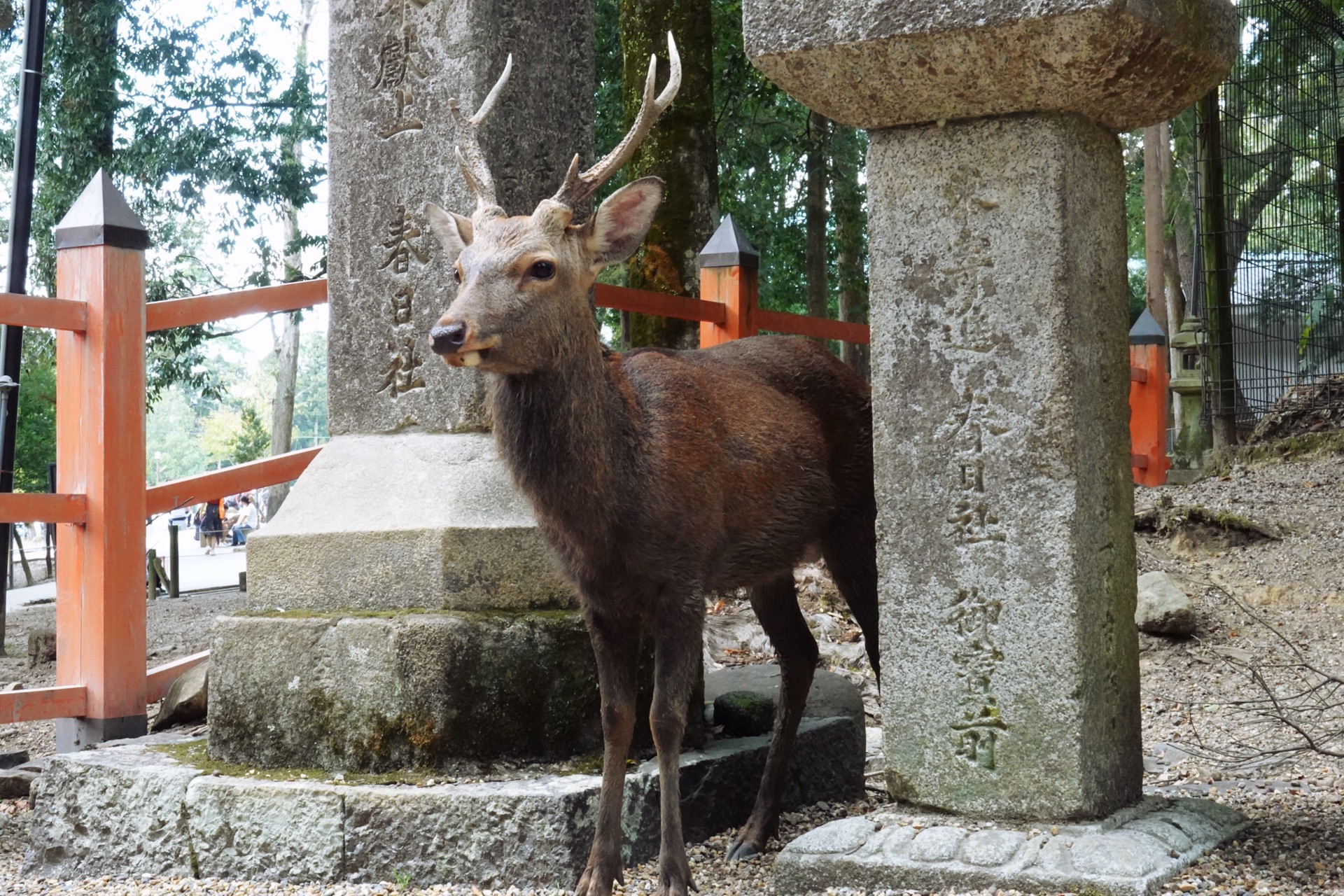 京都自助遊攻略