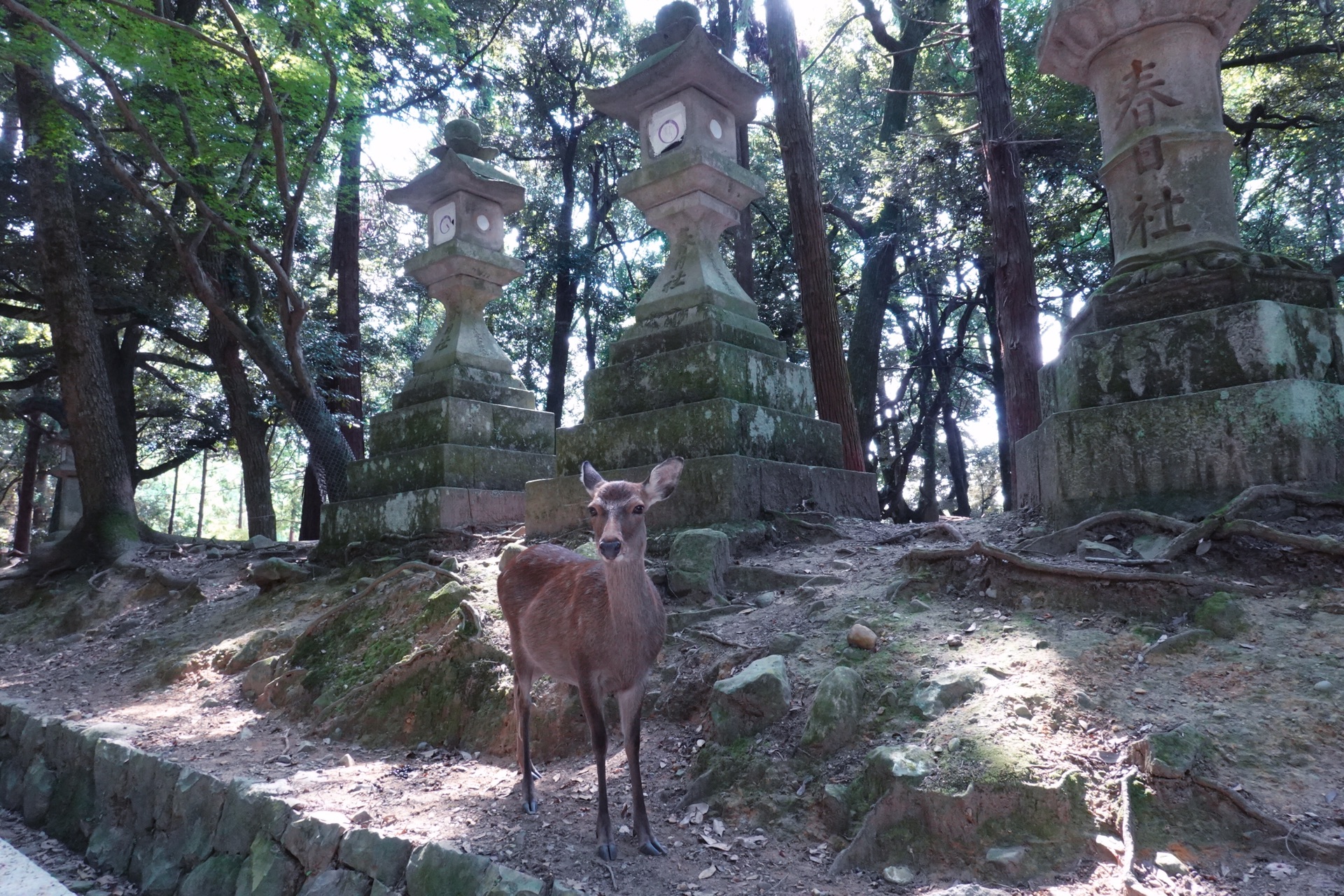 京都自助遊攻略