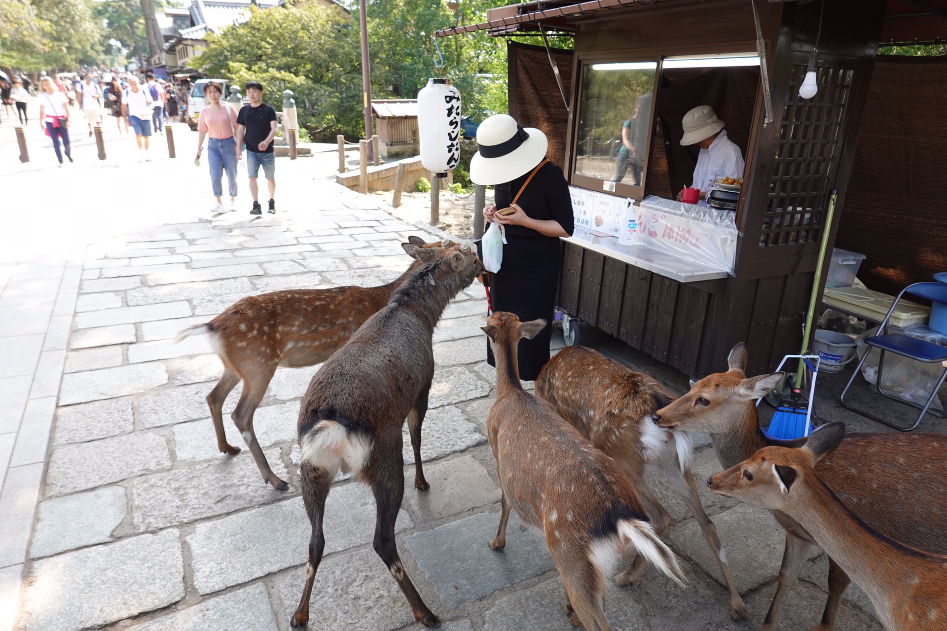 京都自助遊攻略