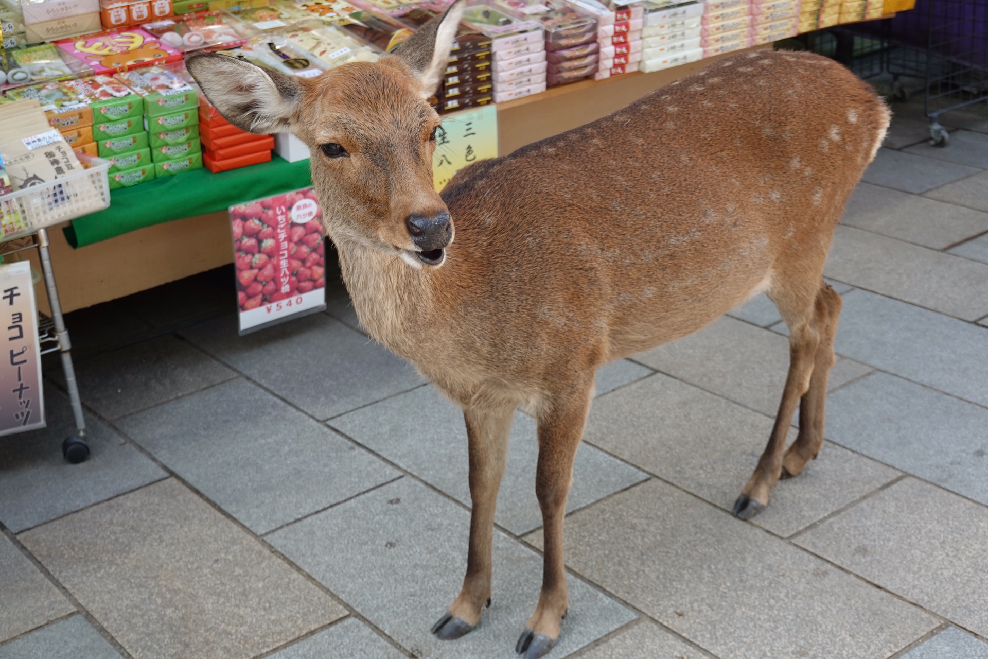 京都自助遊攻略