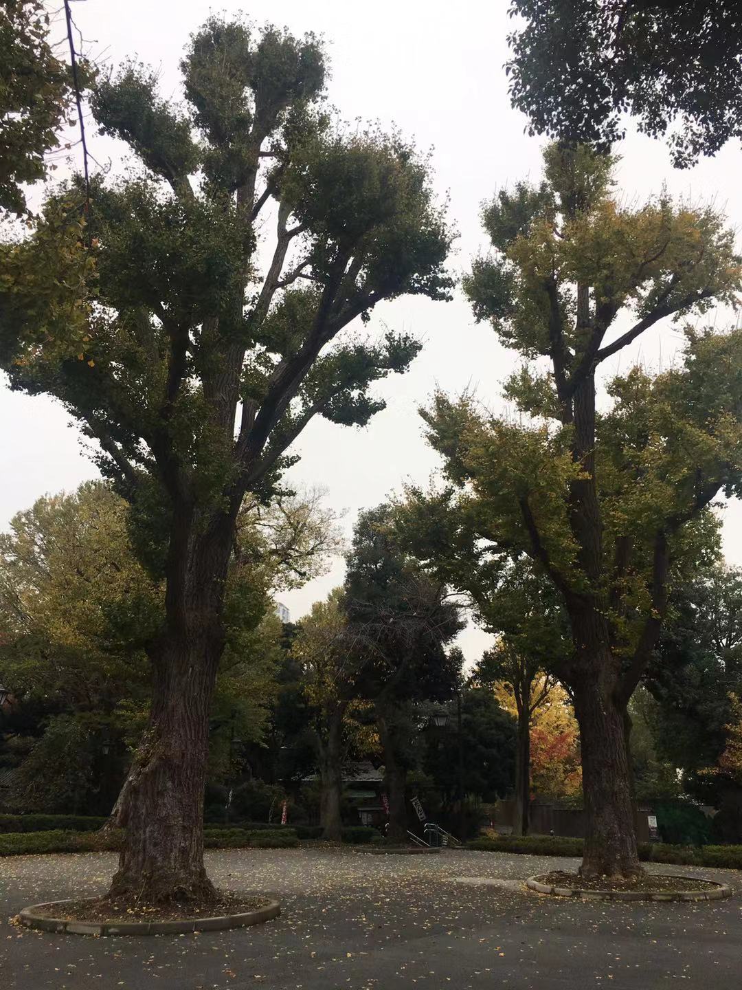 東京自助遊攻略