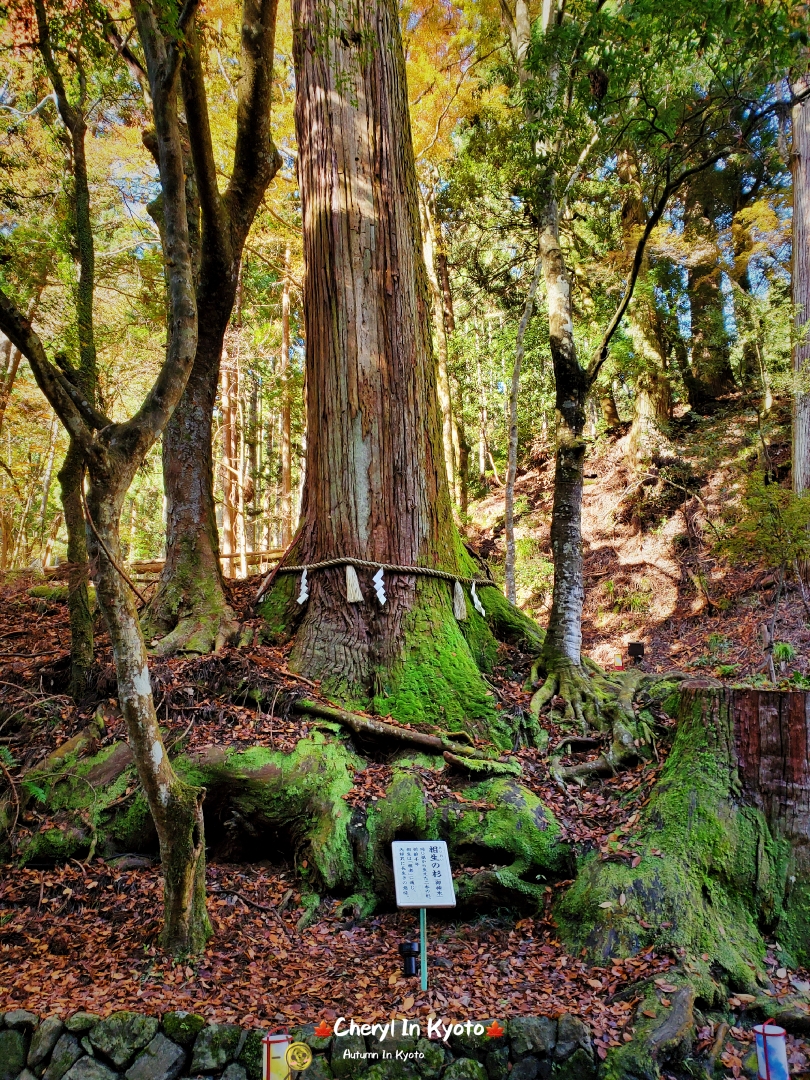 京都自助遊攻略