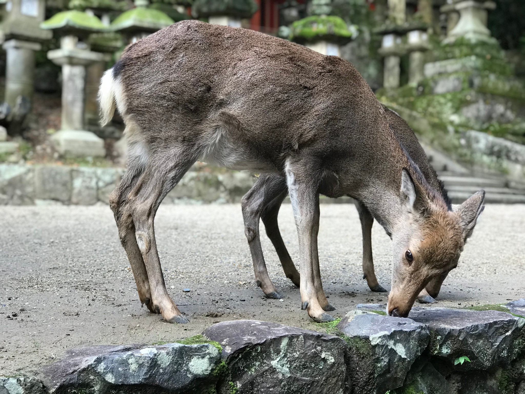 京都自助遊攻略