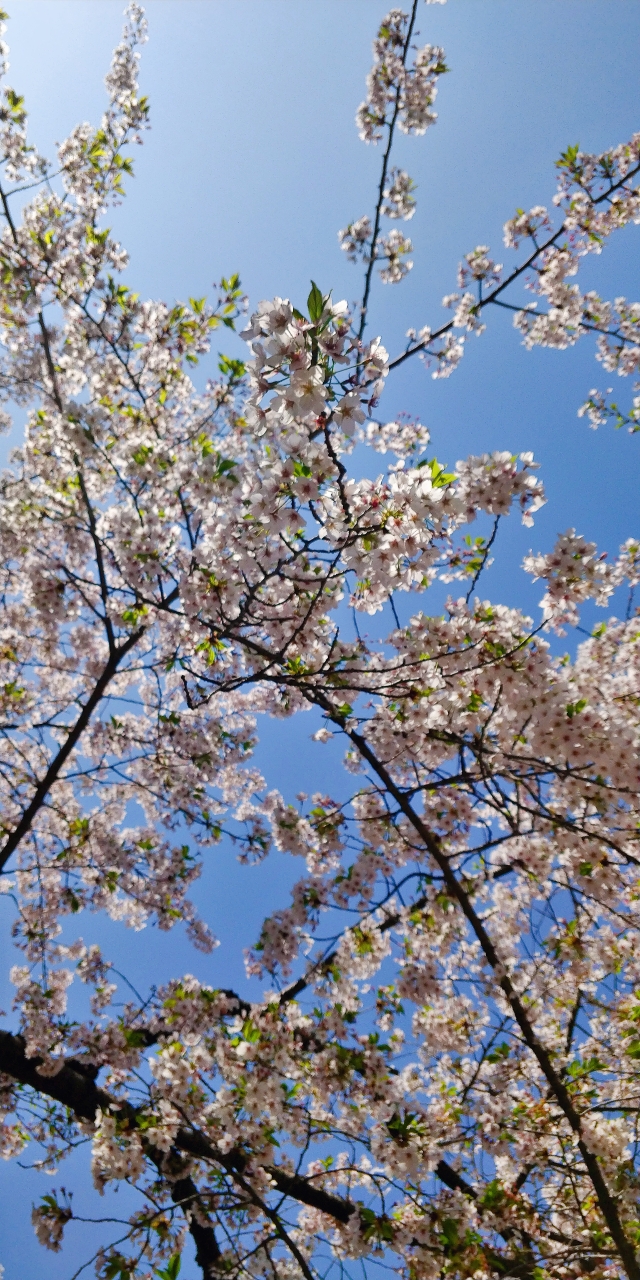 春天青岛赏樱花 中山公园 八大关