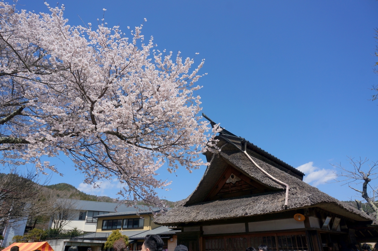 東京自助遊攻略