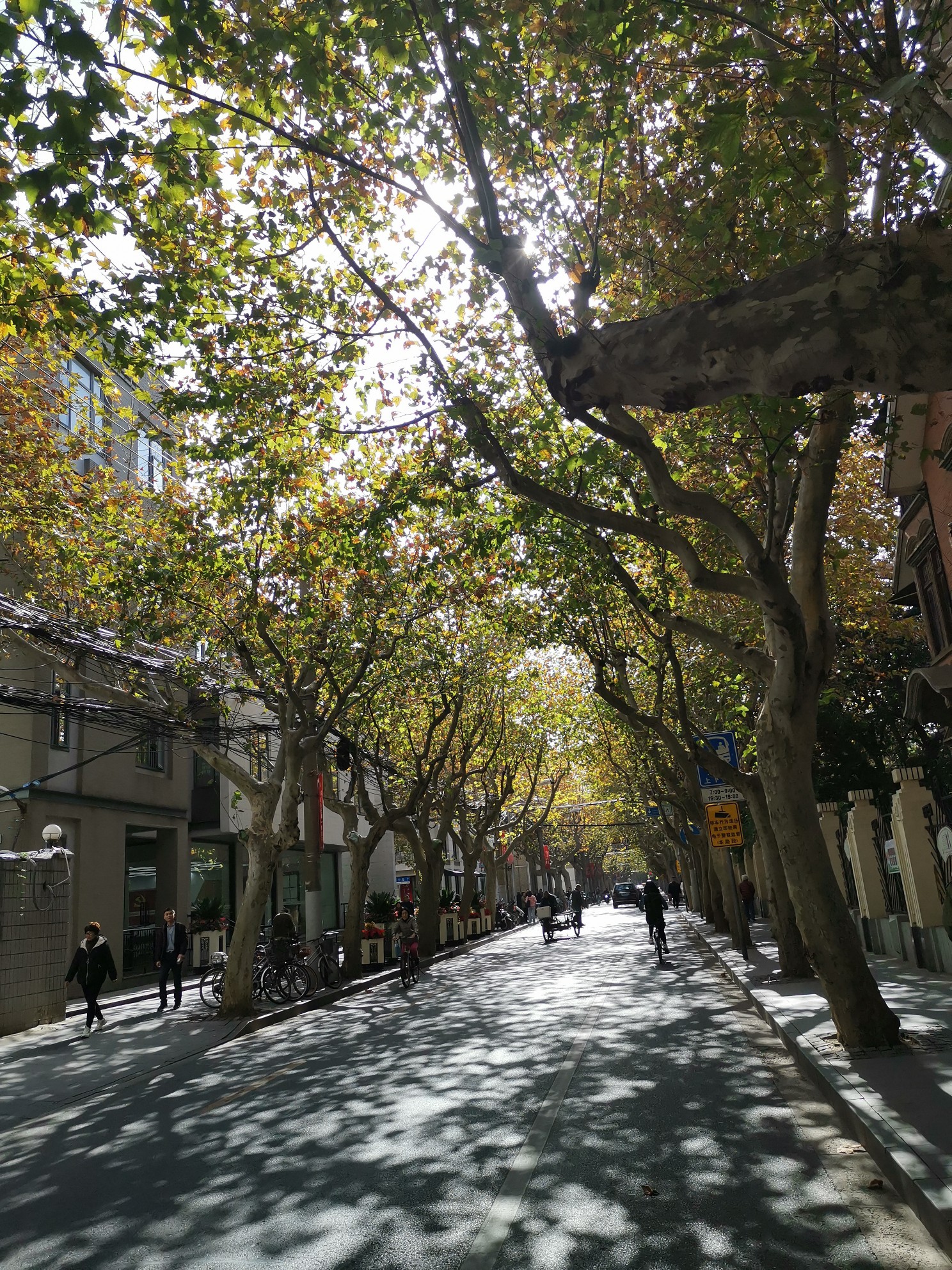 思南路,上海旅游攻略 - 马蜂窝