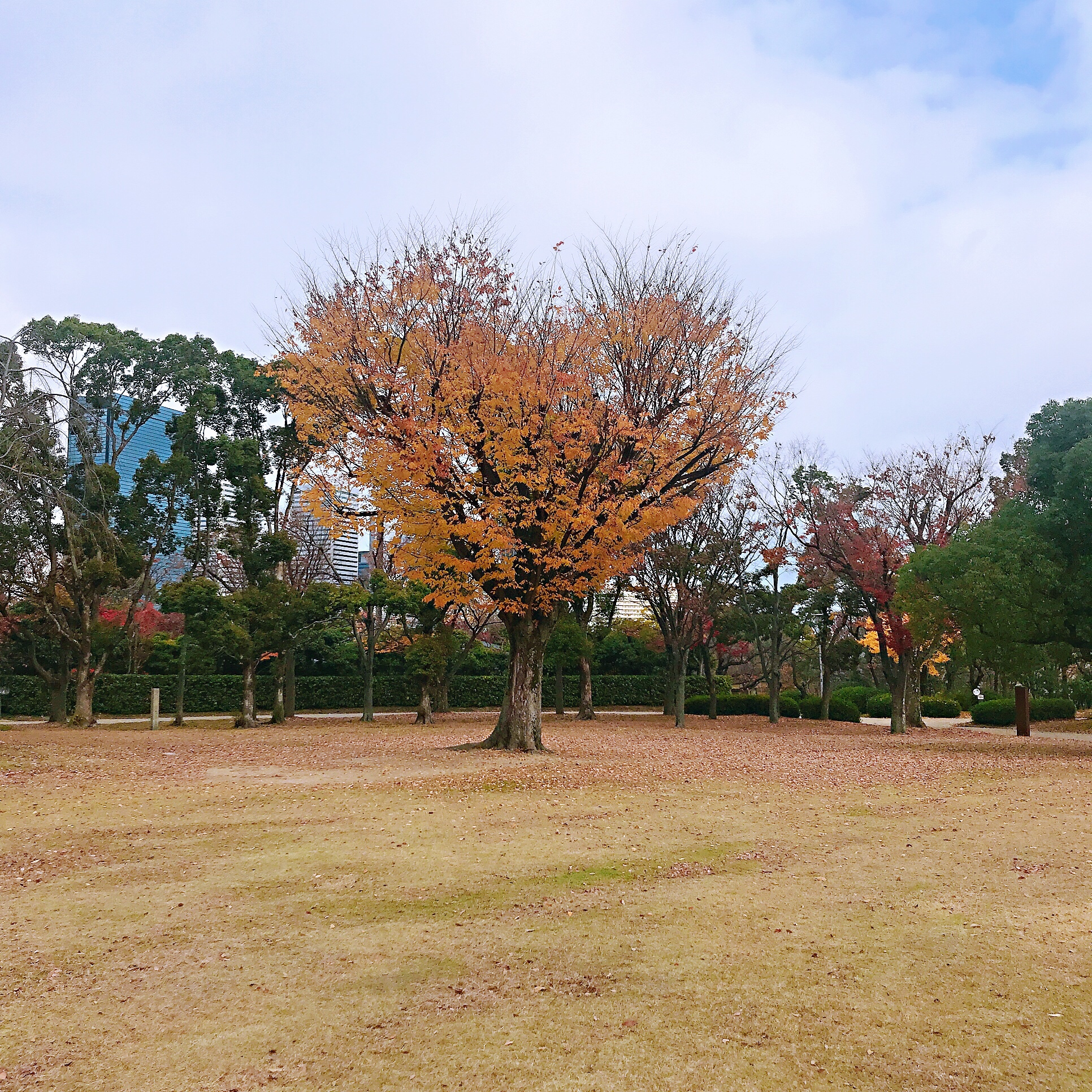 京都自助遊攻略