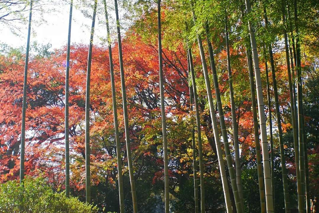 東京自助遊攻略