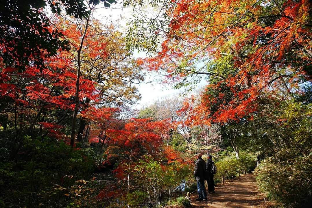 東京自助遊攻略