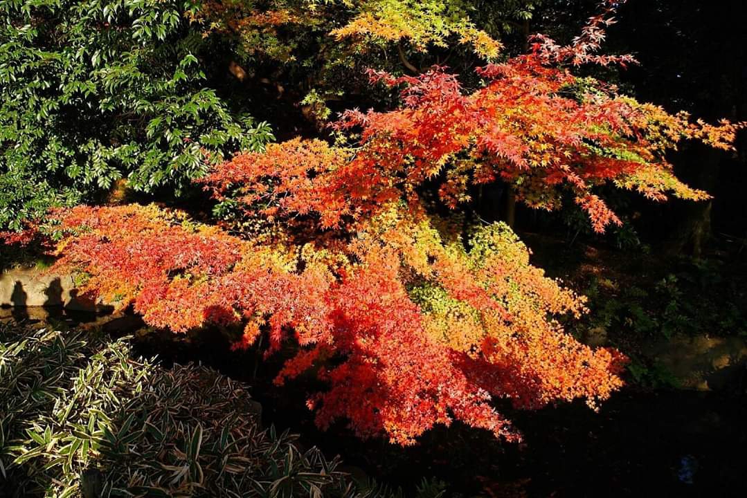 東京自助遊攻略