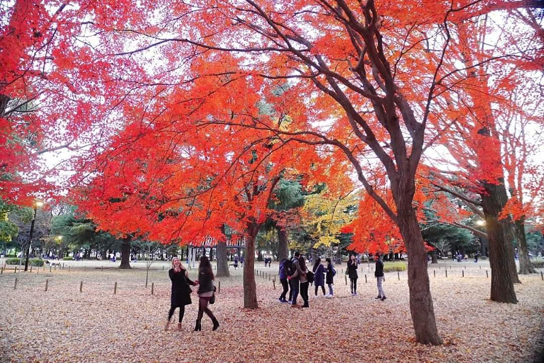 東京自助遊攻略