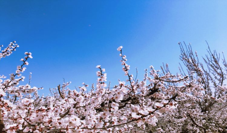 托克遜杏花一日遊(賞景踏春 採摘草莓)