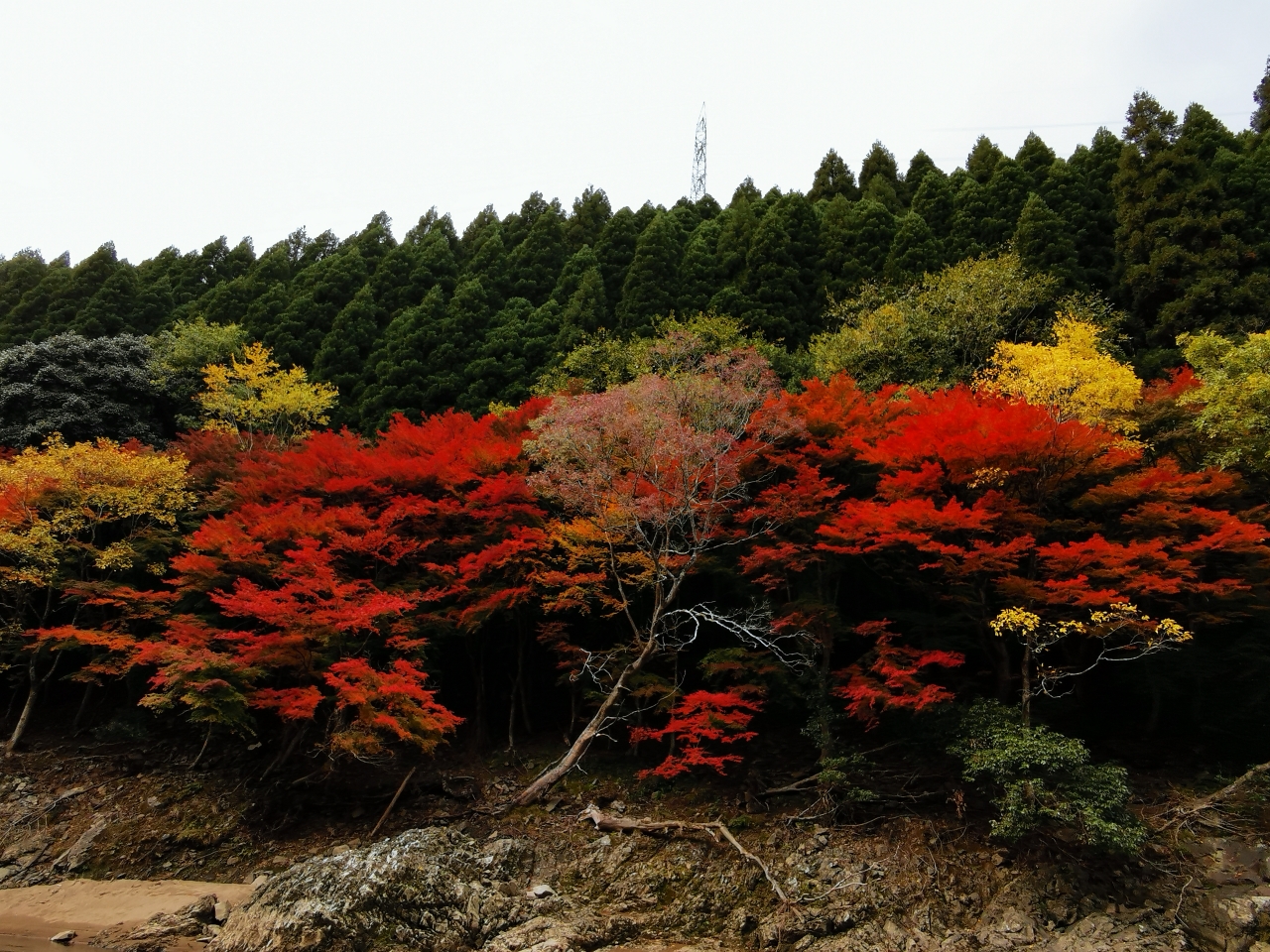 京都自助遊攻略