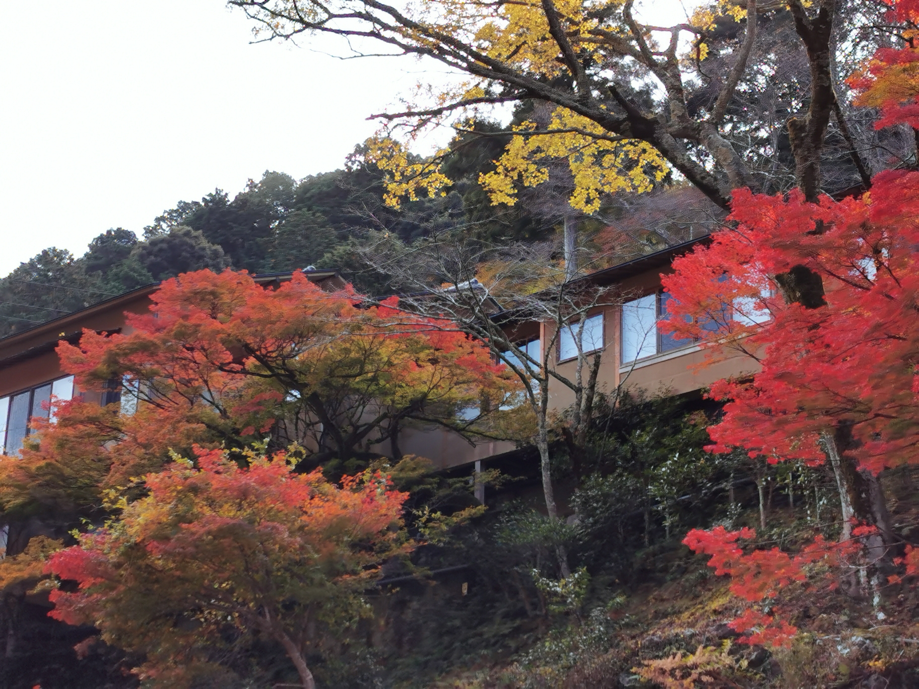 京都自助遊攻略