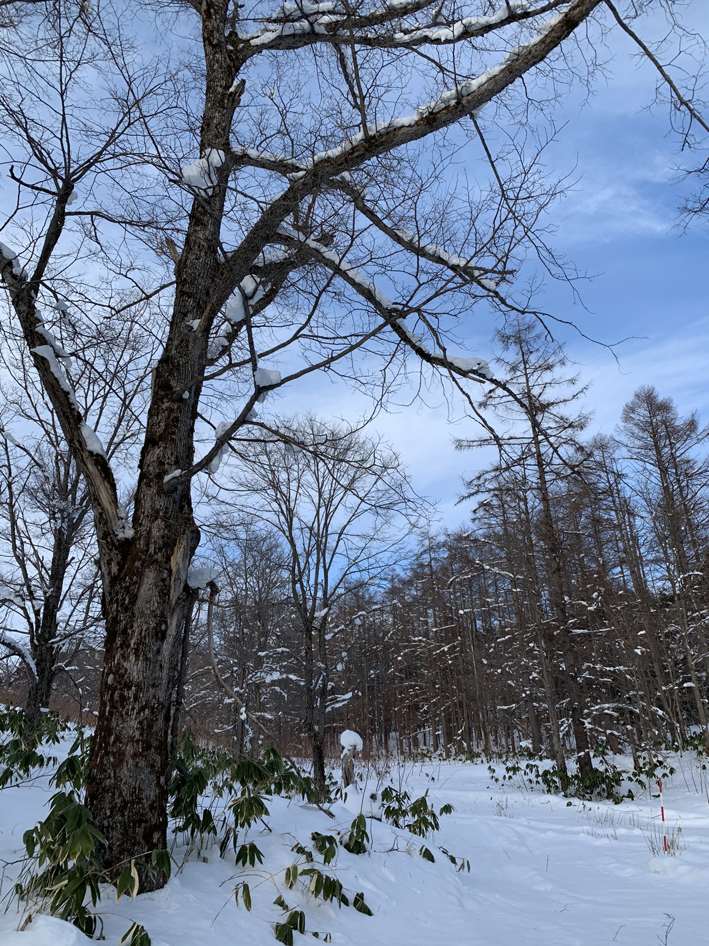 北海道自助遊攻略