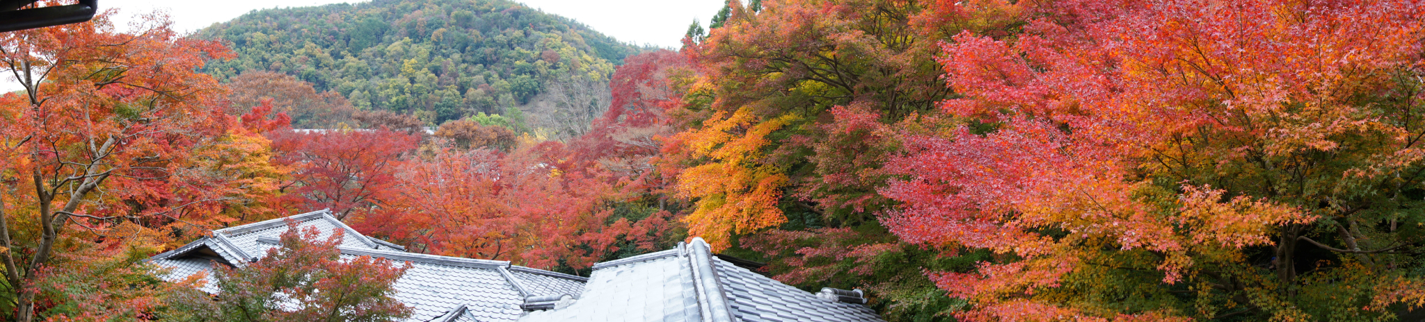 京都自助遊攻略