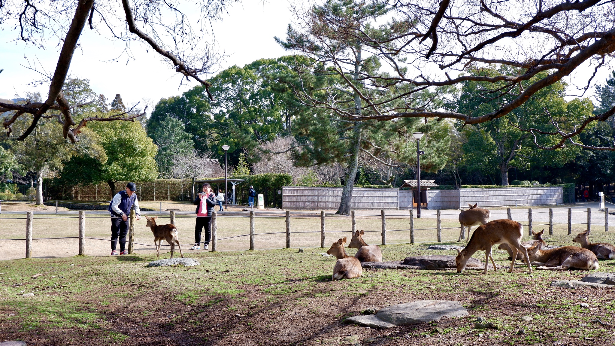 京都自助遊攻略